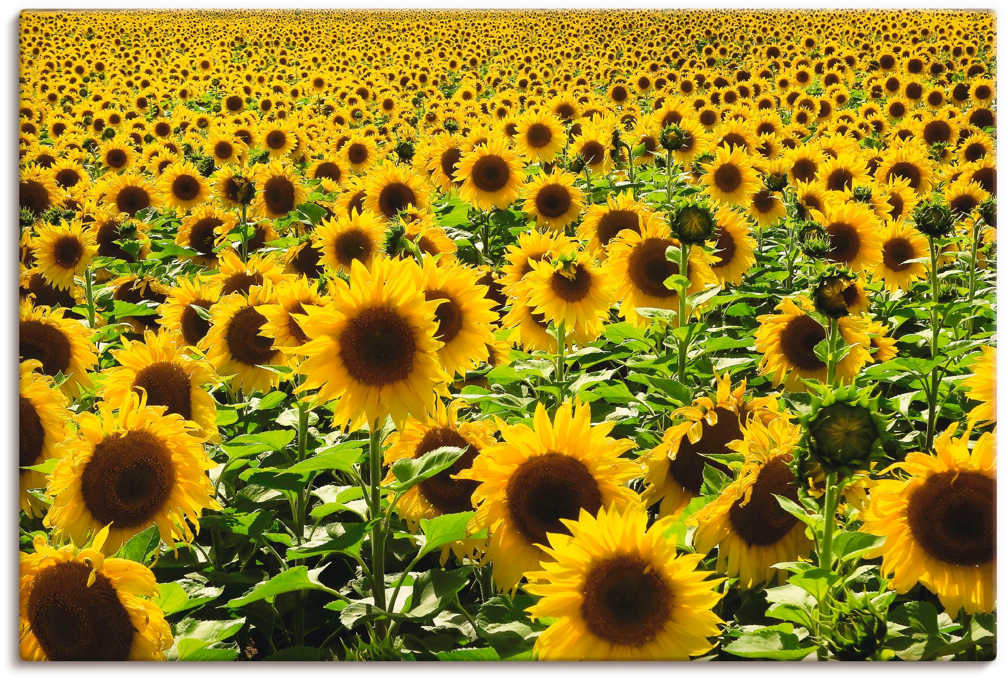 Artland Wandbild »Sonnenblumenfeld« Blumen 1 Stk. tlg. als Alubild, Outdoor günstig online kaufen