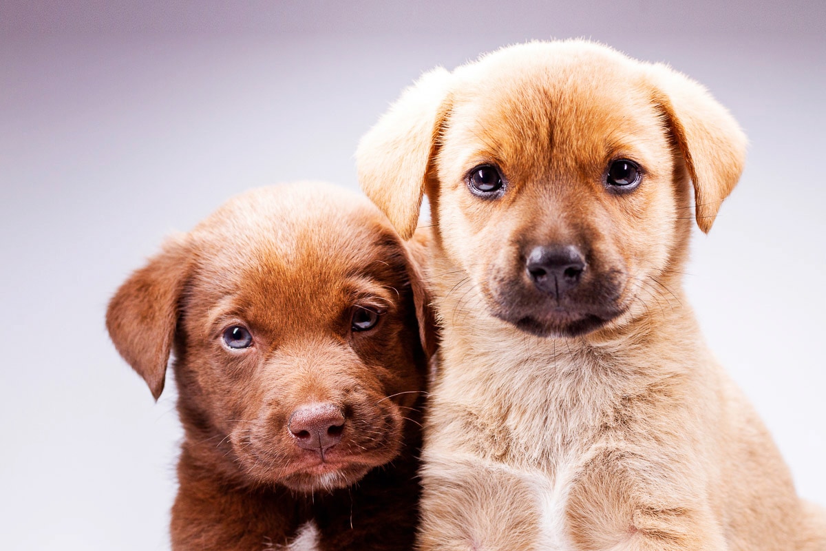 Papermoon Fototapete »Hunde« günstig online kaufen