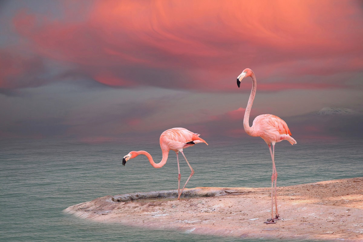 Papermoon Fototapete »ROSA FLAMINGOS-VÖGEL TIERE STRAND HIMMEL DEKOR ABSTRA günstig online kaufen