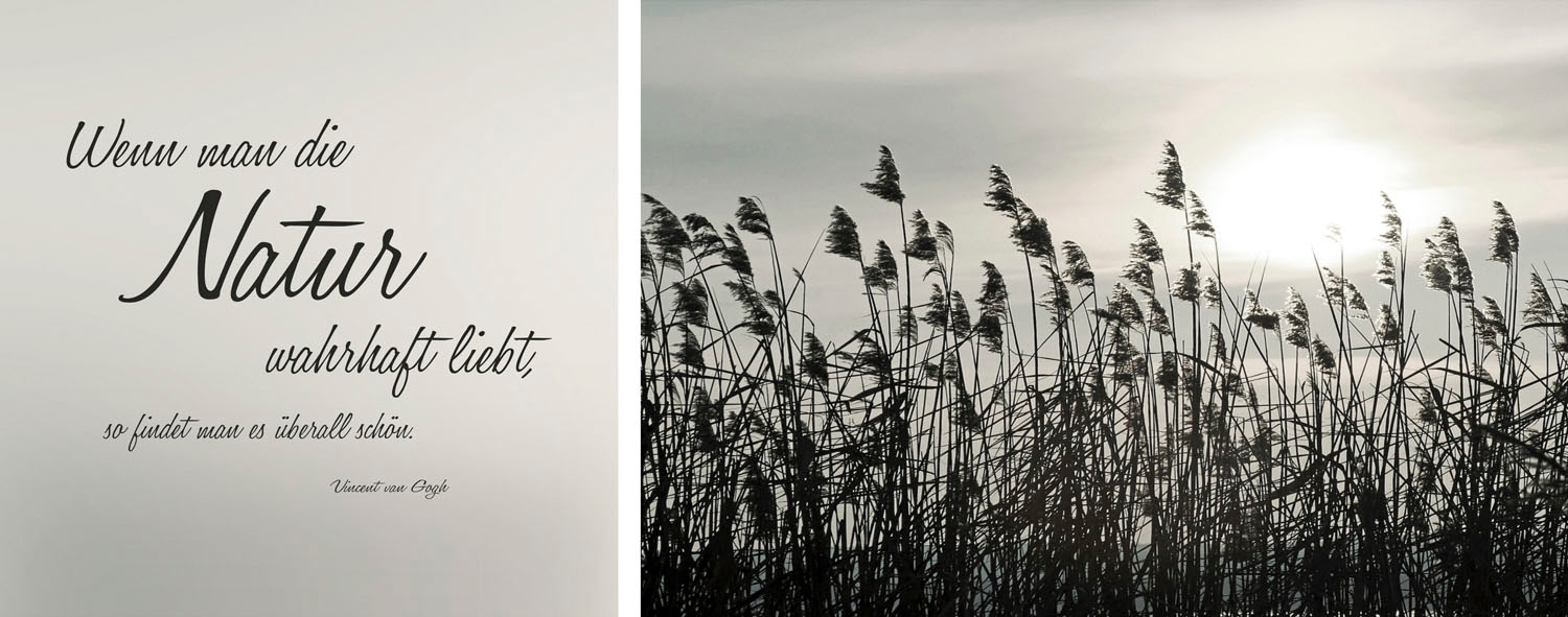 queence Leinwandbild »Natur«, Gräser-Blumen-Blumenbilder-Kunst-Modern-Spa-S günstig online kaufen
