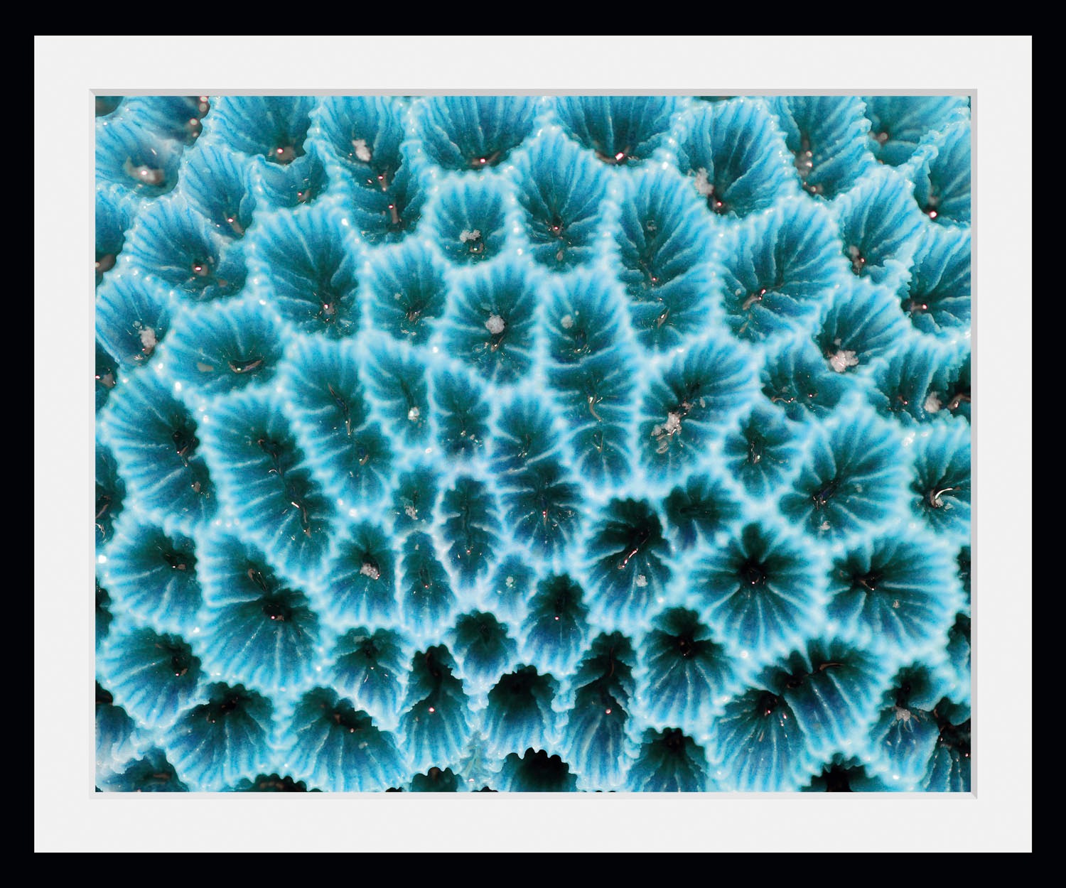 queence Bild »Agata«, Meer-Wassertiere-Kunst, (1 St.), HD Premium Poster-Dr günstig online kaufen