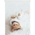 LICHTBLICK ORIGINAL Seitenzugrollo »Klemmfix Digital Sleepy Cat«, verdunkelnd, energiesparend, ohne Bohren, freihängend, bedruckt