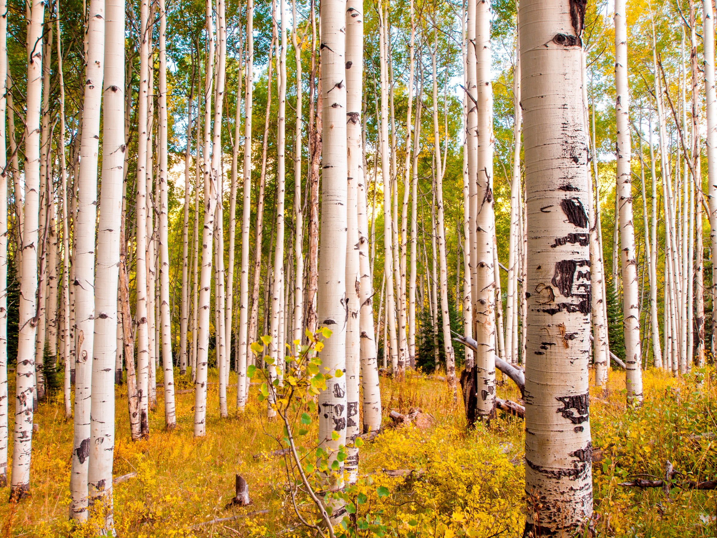 Papermoon Fototapete »Birches in Colorado Rocky Mountains« glatt günstig online kaufen