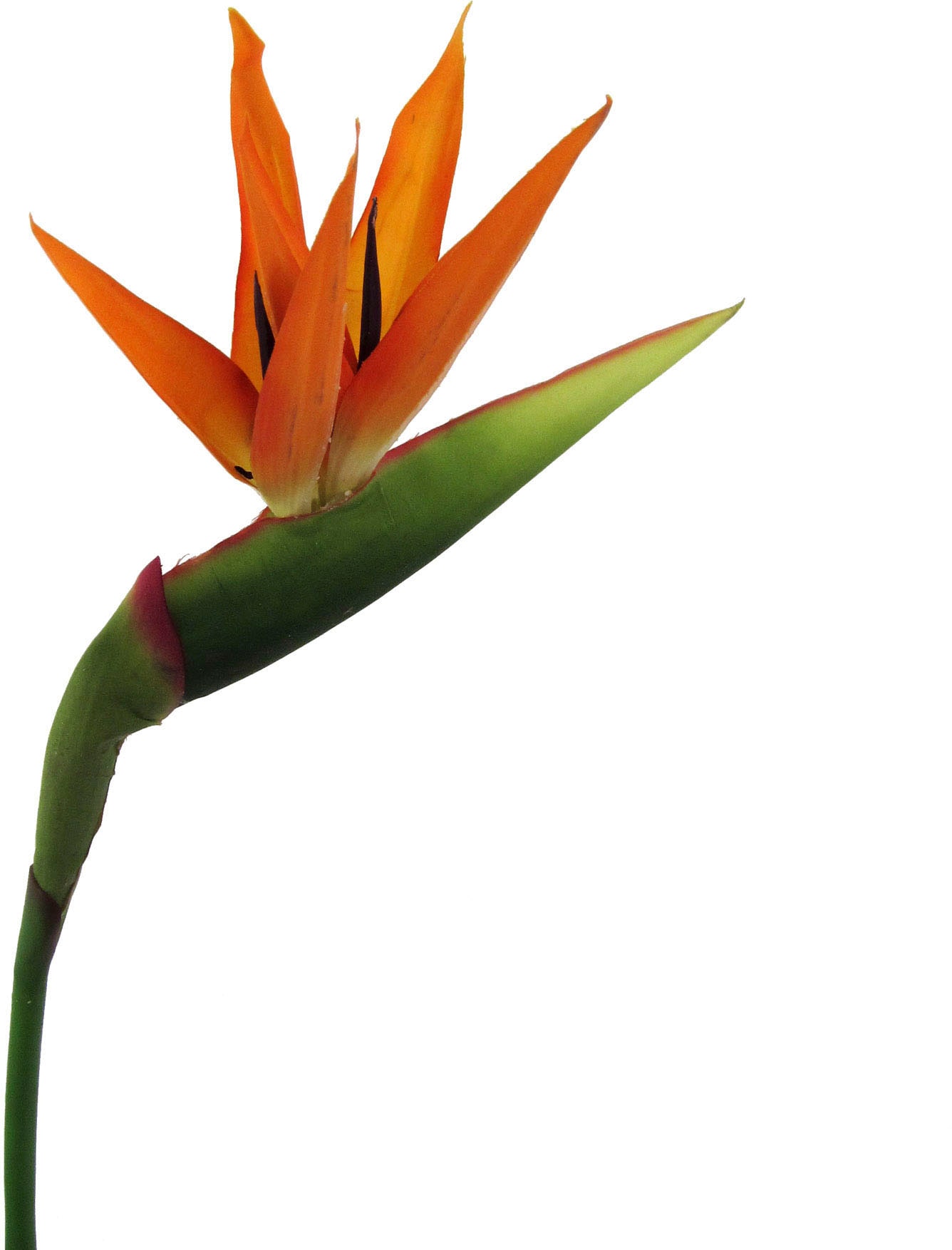 Creativ green Kunstblume »Strelitzie«