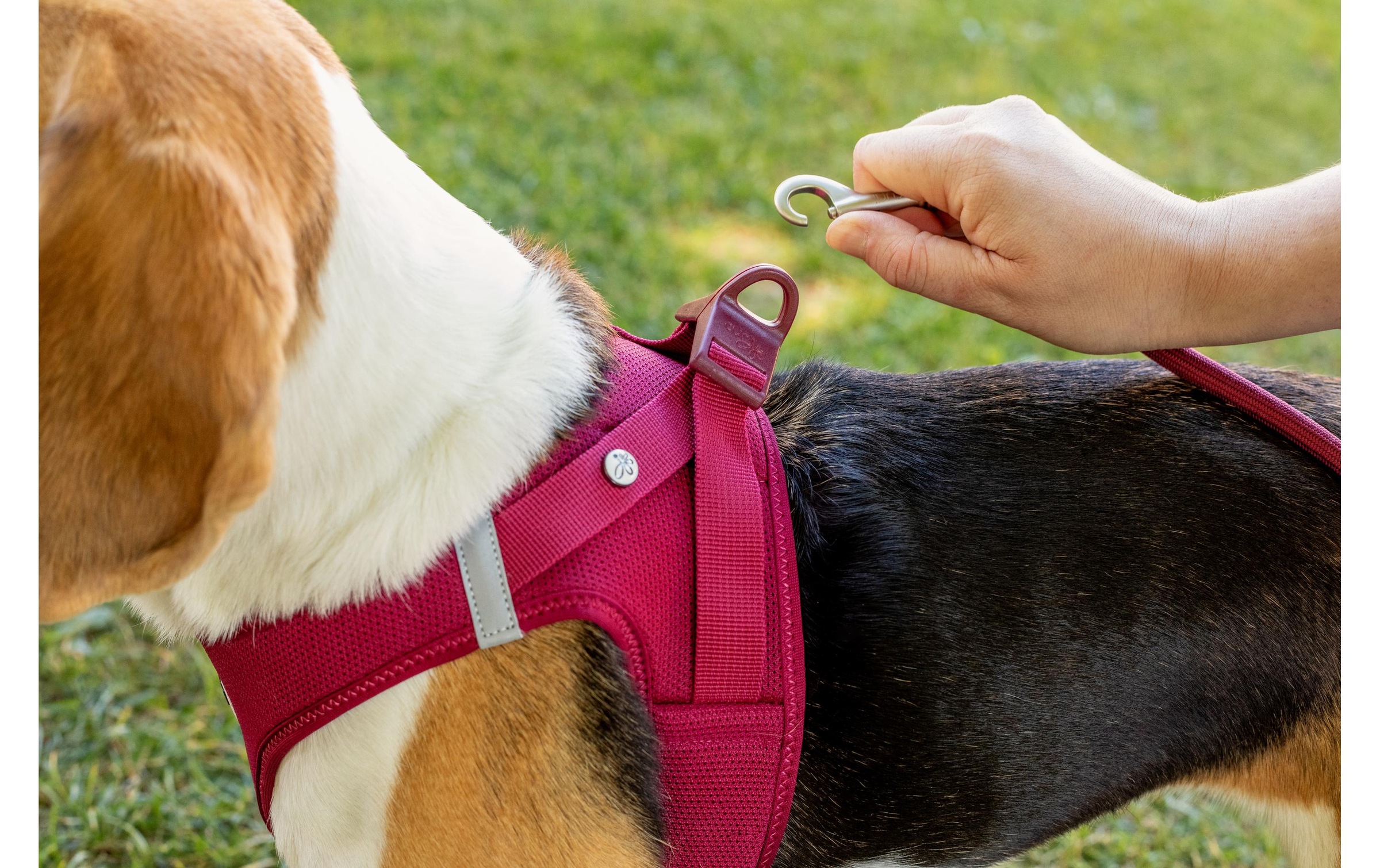 Curli Hunde-Geschirr »Vest Air-Mesh M« Polyester Hunderasse: Teckel