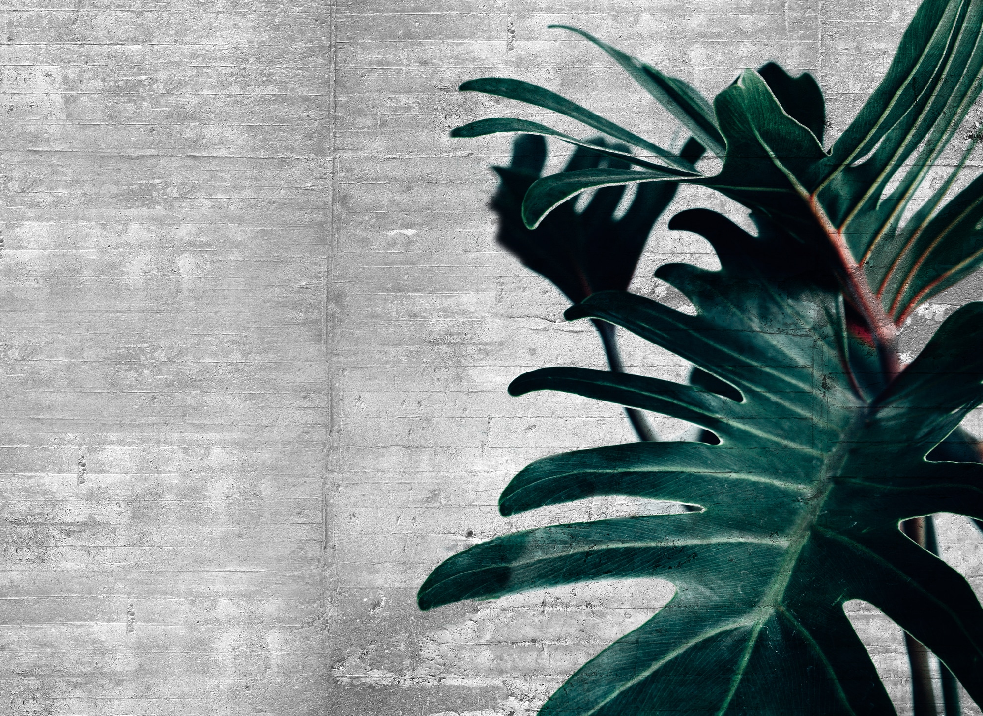 A.S. Création Vliestapete »Fototapete Monstera Betonoptik Grau Grün Jungle« matt strukturiert