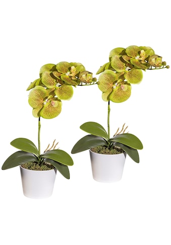 Creativ green Kunstpflanze »Orchidee Phalaenopsis«, (Set, 2 St.), im Keramiktopf kaufen