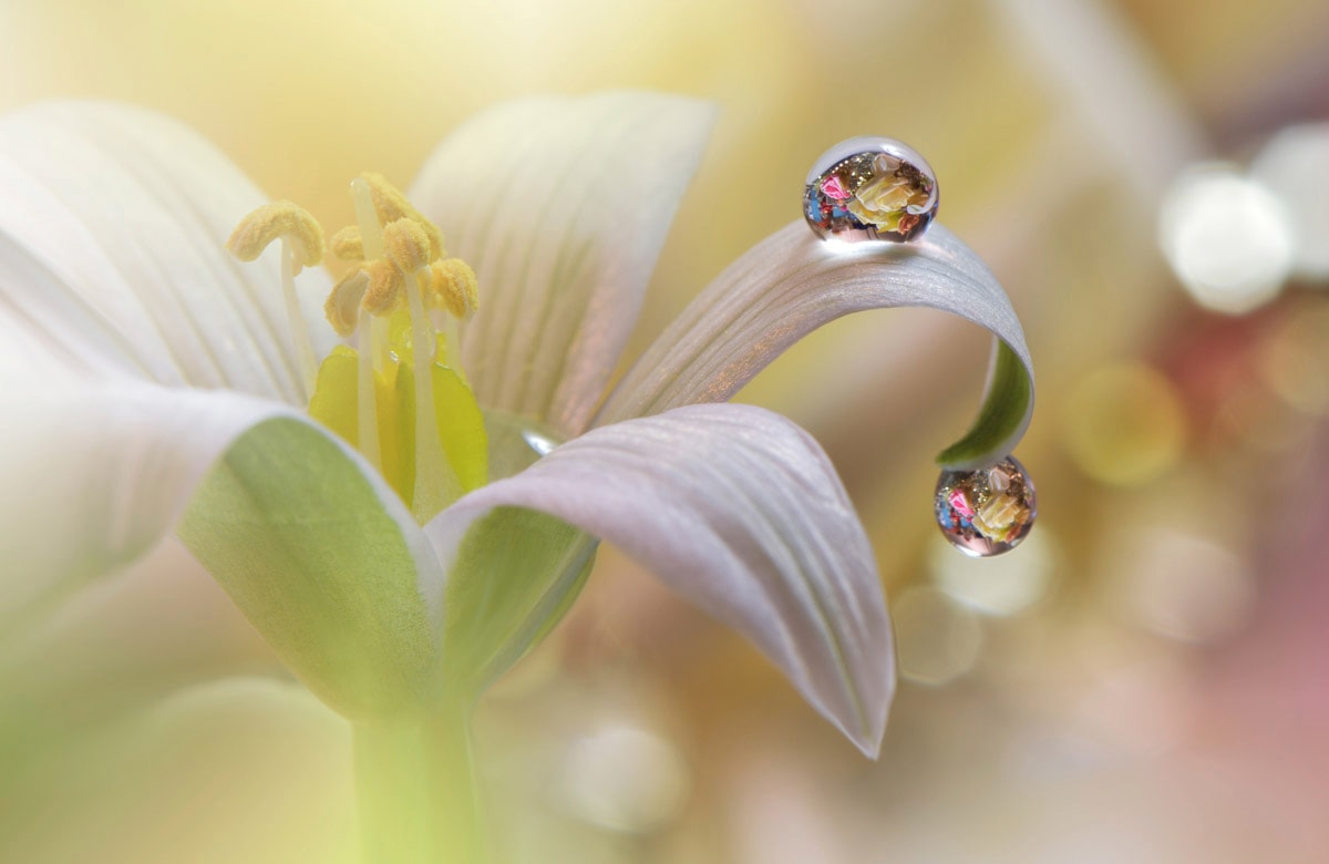 Papermoon Fototapete »Zen Wassertropfen mit Blume Makro« günstig online kaufen