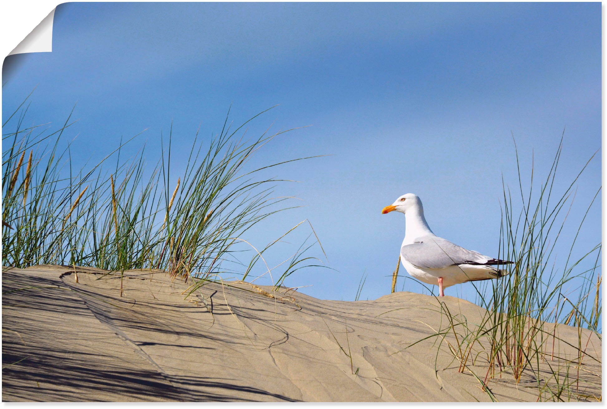 Artland Poster »Möwe in Dünenlandschaft«, Strand, (1 St.), als Alubild, Leinwandbild, Wandaufkleber oder Poster in versch. Größen