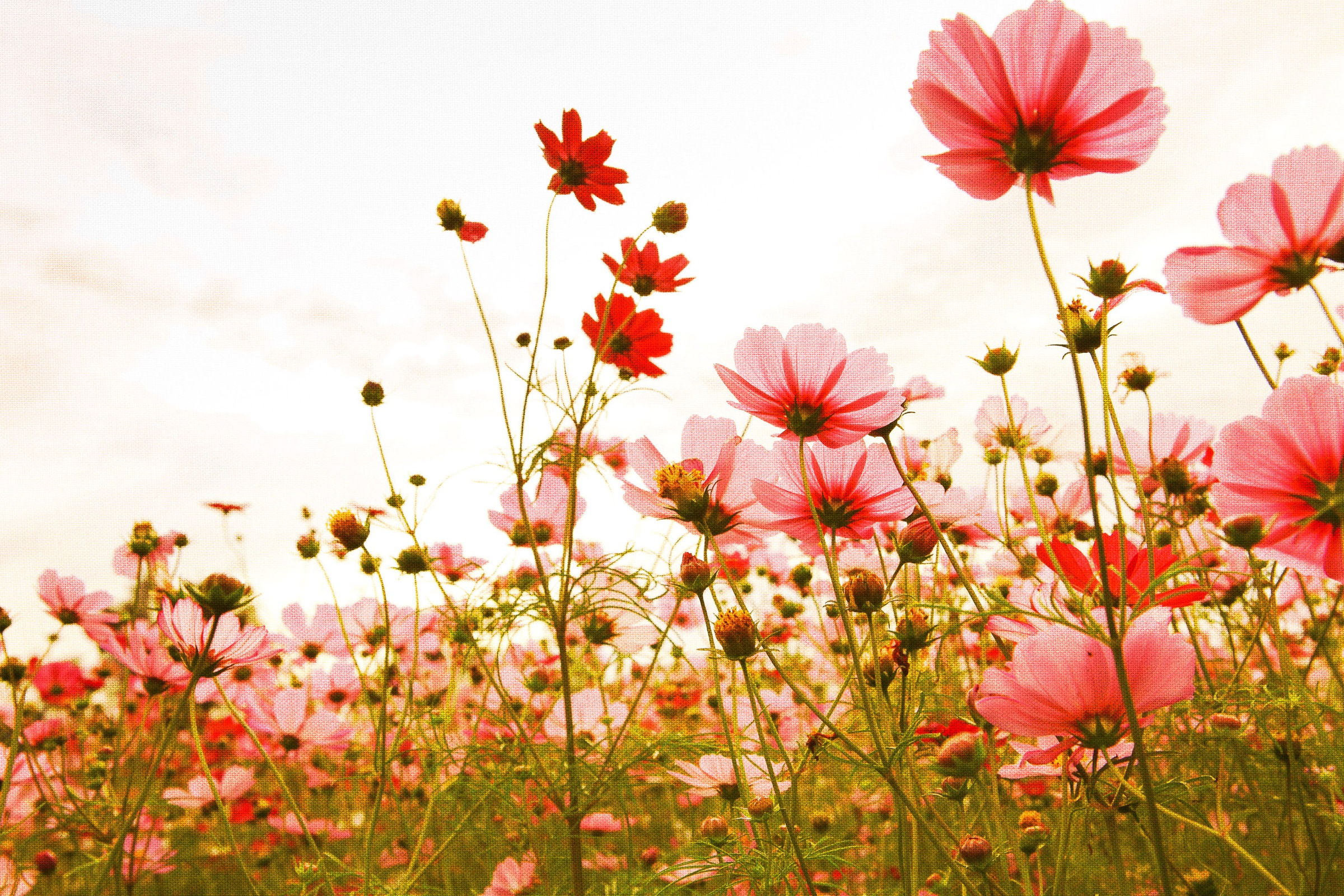 A.S. Création Leinwandbild »Flower Meadow«, Kunst-Blumen-Kinder, (1 St.), Mohnblume Keilrahmen Blumenwiese Leinwand-Bild Wohnzimmer modern Wand