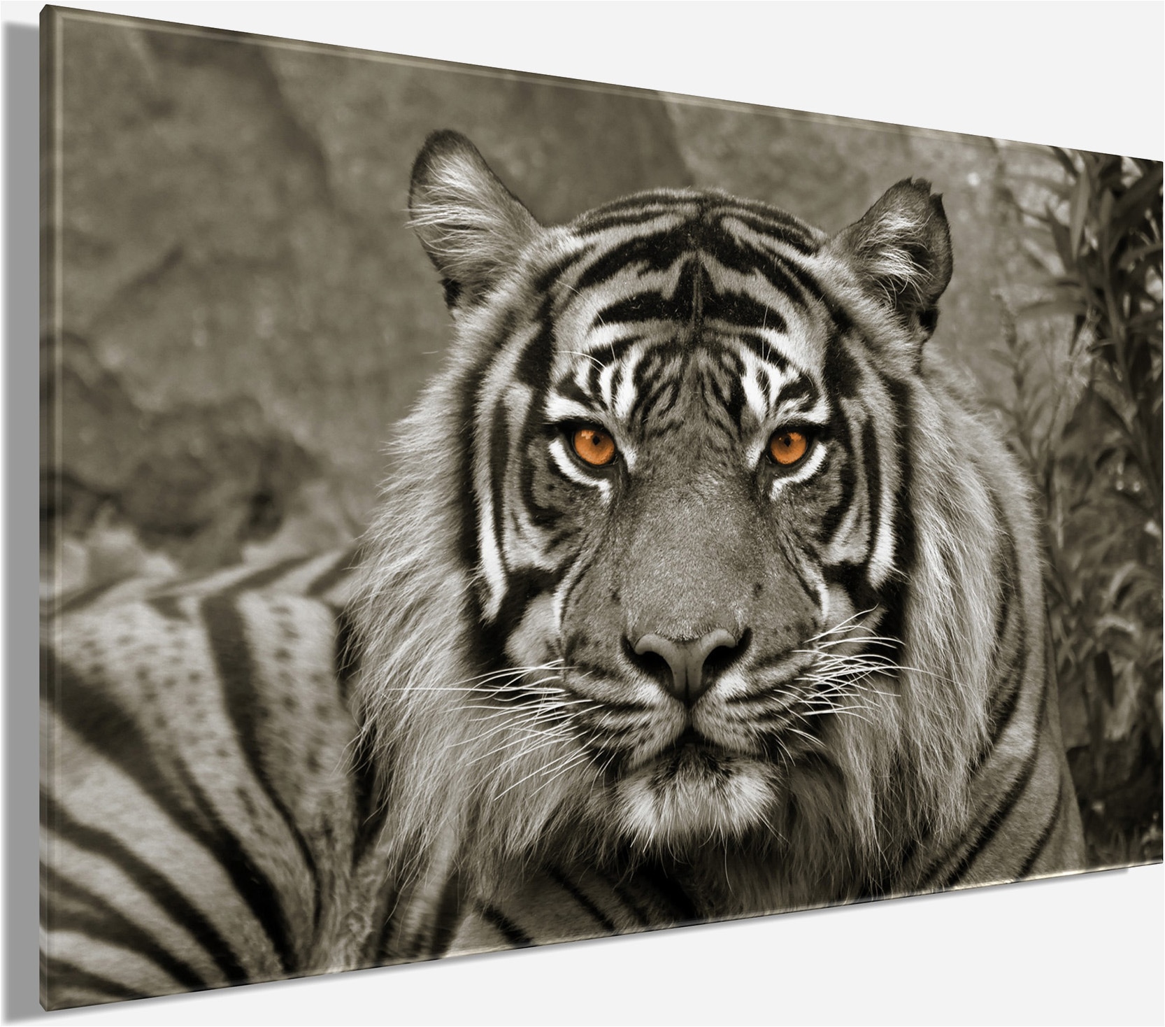Bönninghoff Leinwandbild »Wandbild TIGER 78x118 cm – Leinwandbild Keilrahmen Deko modern« Raubkatzen | Tiger | Wildtiere 1 Stk. tlg. auf Keilrahmen gespannt