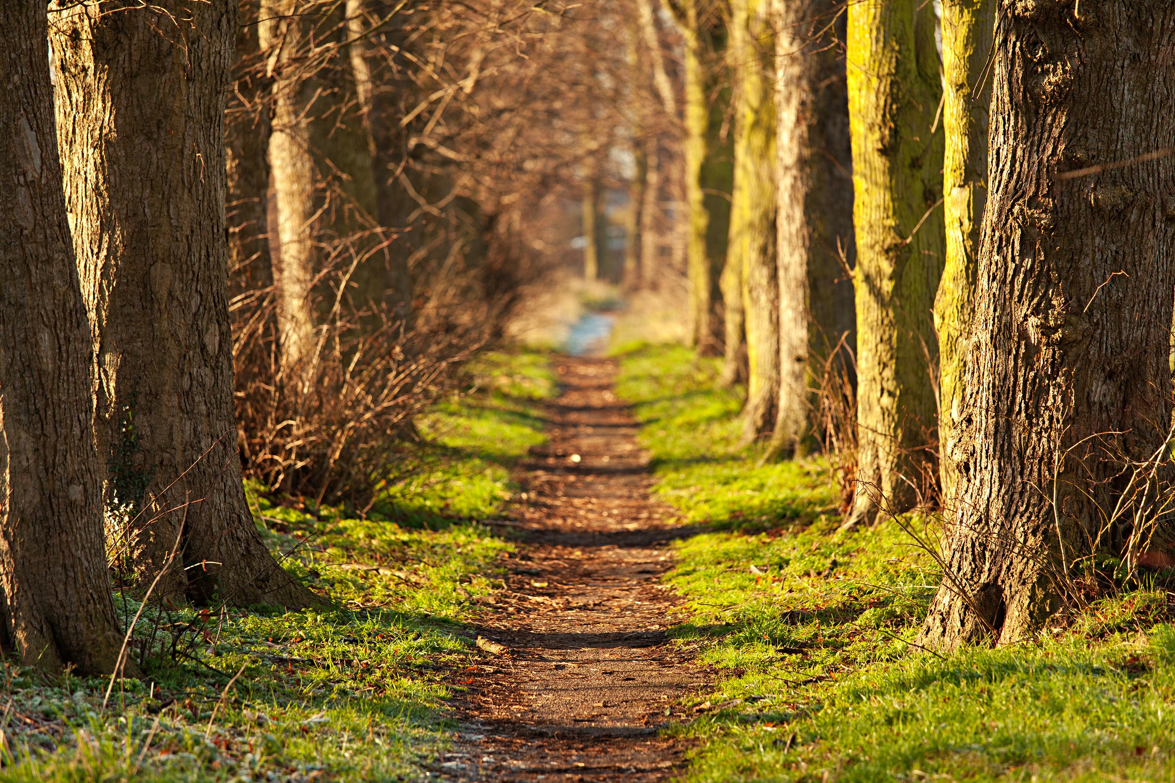 Papermoon Fototapete »Forest Walk Tunnel« günstig online kaufen