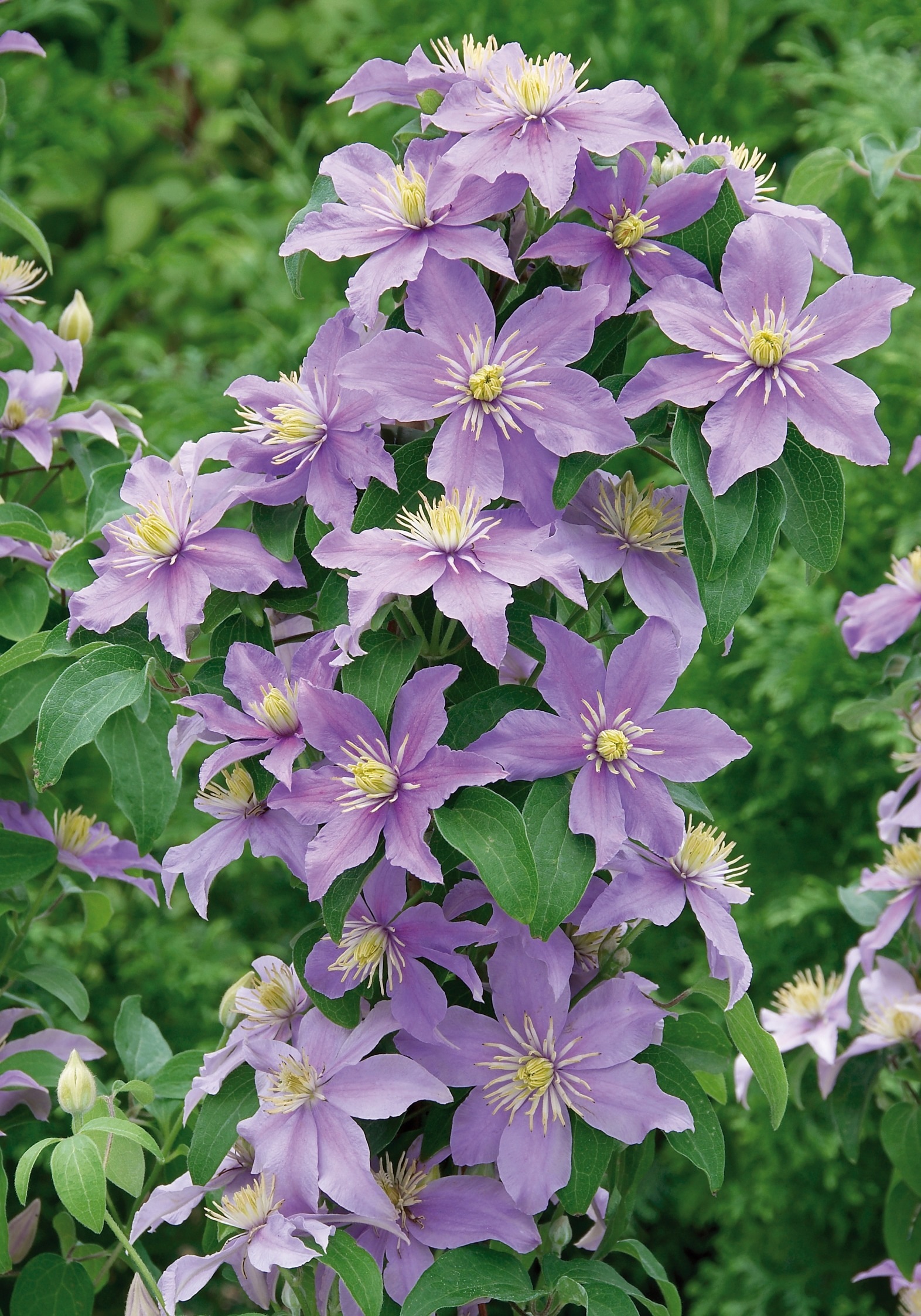 BCM Kletterpflanze »Clematis Justa«, (2 St.), Waldrebe-Set: 2 Pflanzen kaufen