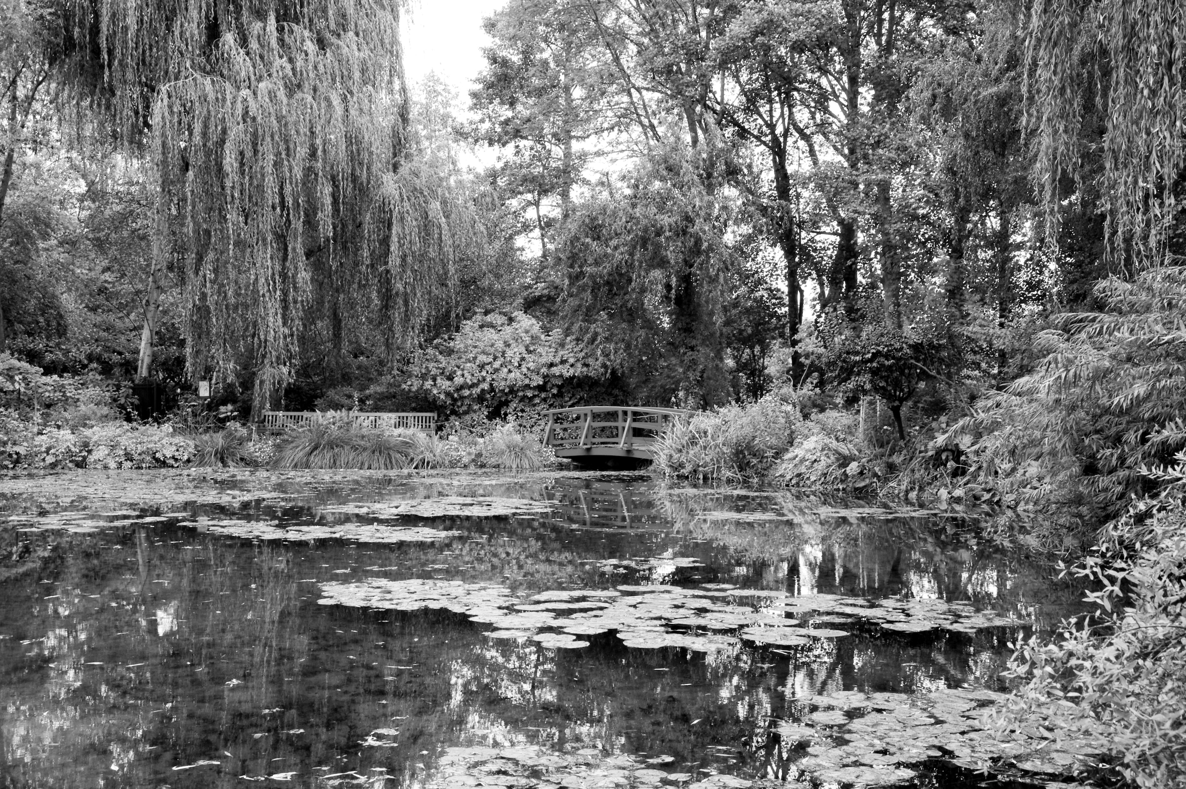 Papermoon Fototapete »Wald Schwarz & Weiß« günstig online kaufen