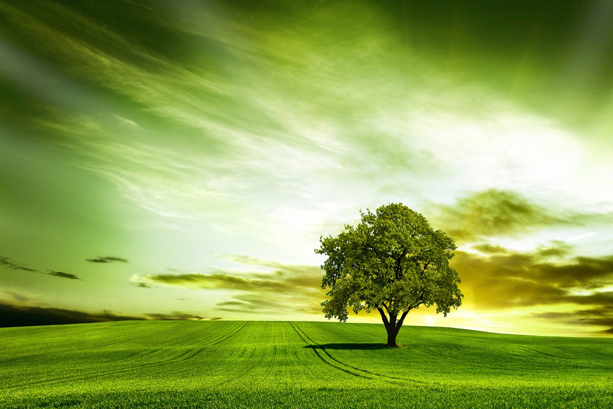 Papermoon Fototapete »Baum in Feld« günstig online kaufen