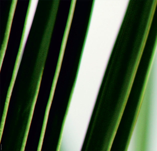 EXPRESS KÜCHEN Küchenrückwand »Gräser« grün/weiß