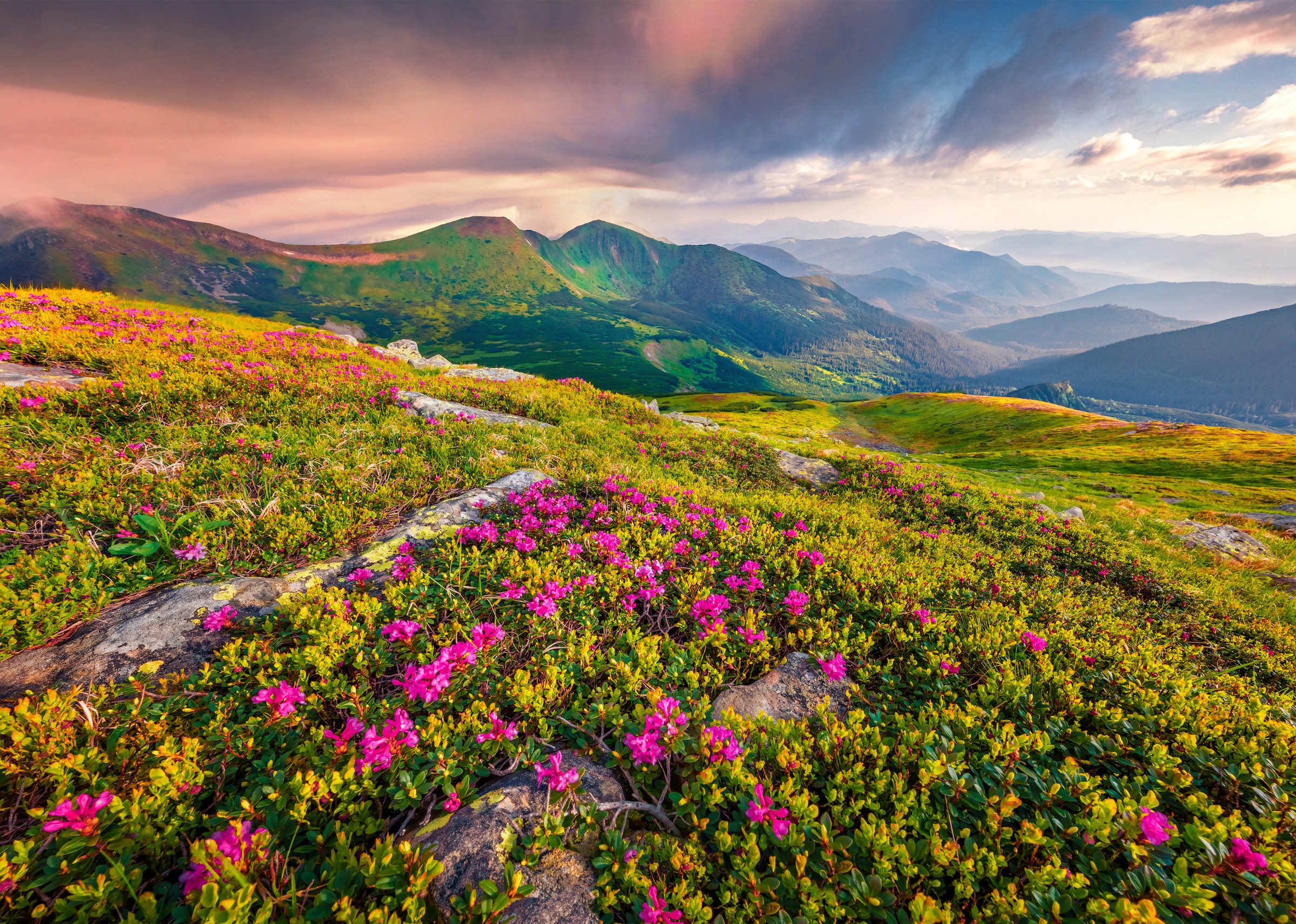 Papermoon Fototapete »BLUMEN-NATUR LANDSCHAFT BERGE GEBIRGE ALPEN LAVENDEL« günstig online kaufen