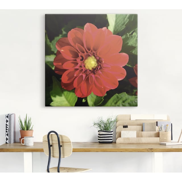Artland Wandbild »Rote Dahlienblüte«, Blumen, (1 St.), als Alubild,  Leinwandbild, Wandaufkleber oder Poster in versch. Größen online bestellen