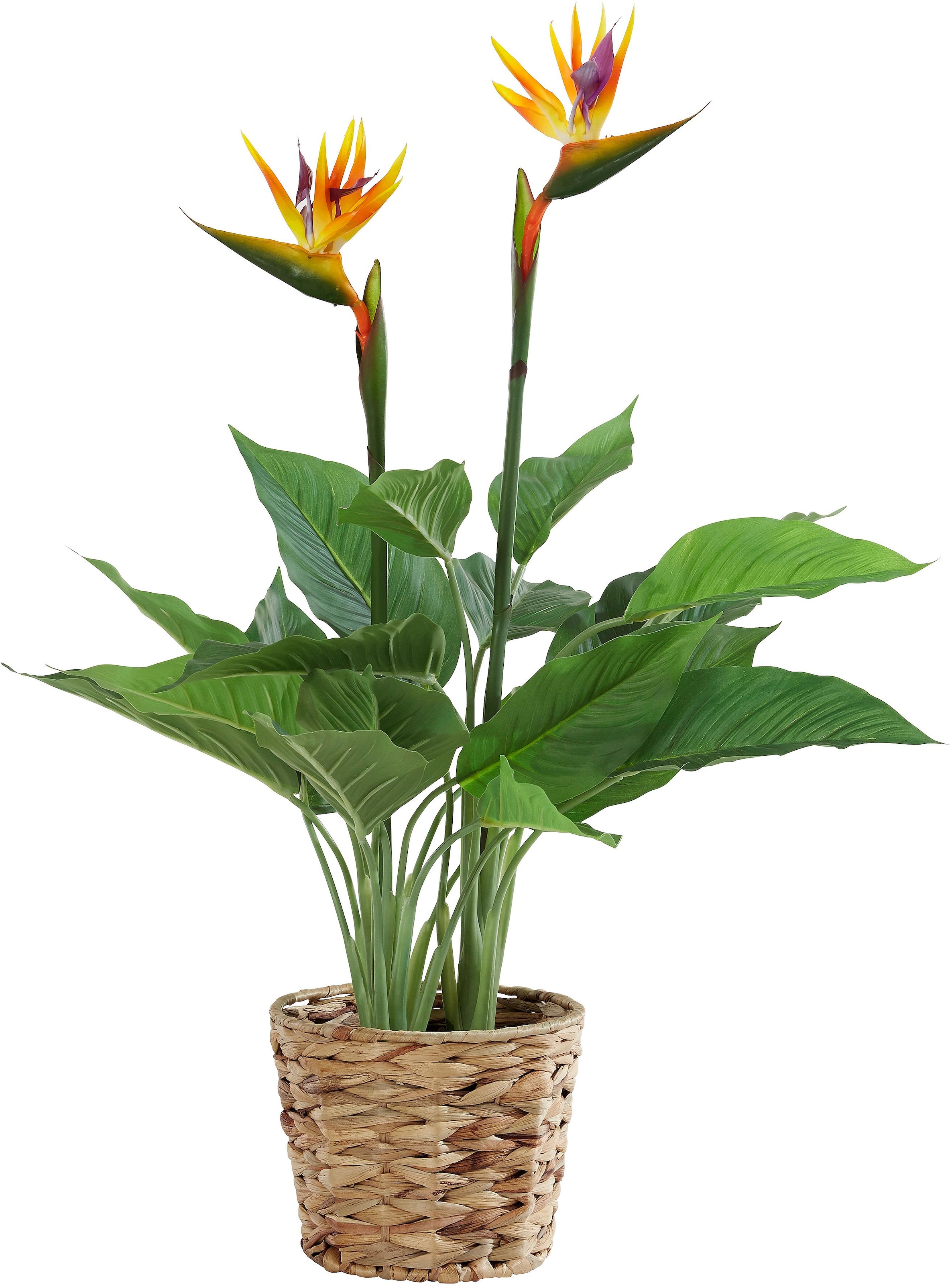 I.GE.A. Kunstpflanze bestellen in auf Raten »Strelitzienpflanze Wasserhyazinthentopf«