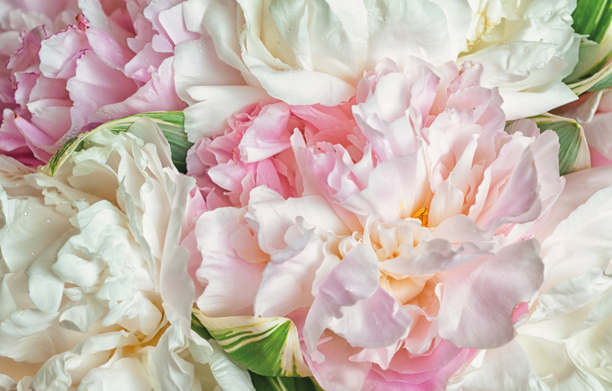 Papermoon Fototapete »Blooming Peonies« kaufen