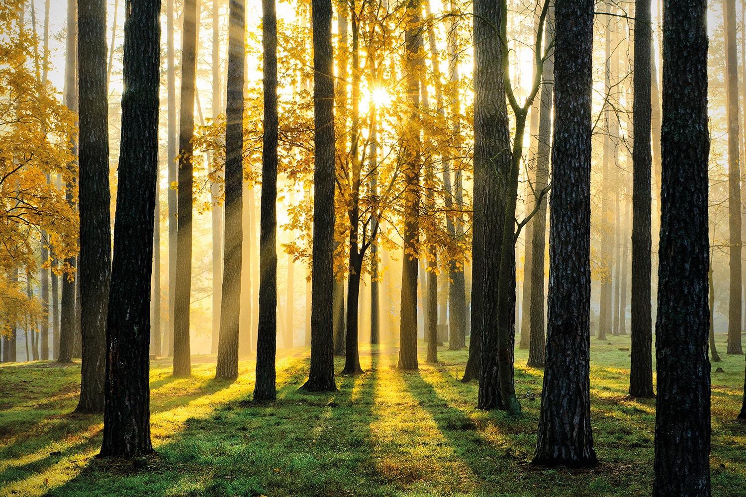 Papermoon Fototapete »Sunny Forest« glatt günstig online kaufen