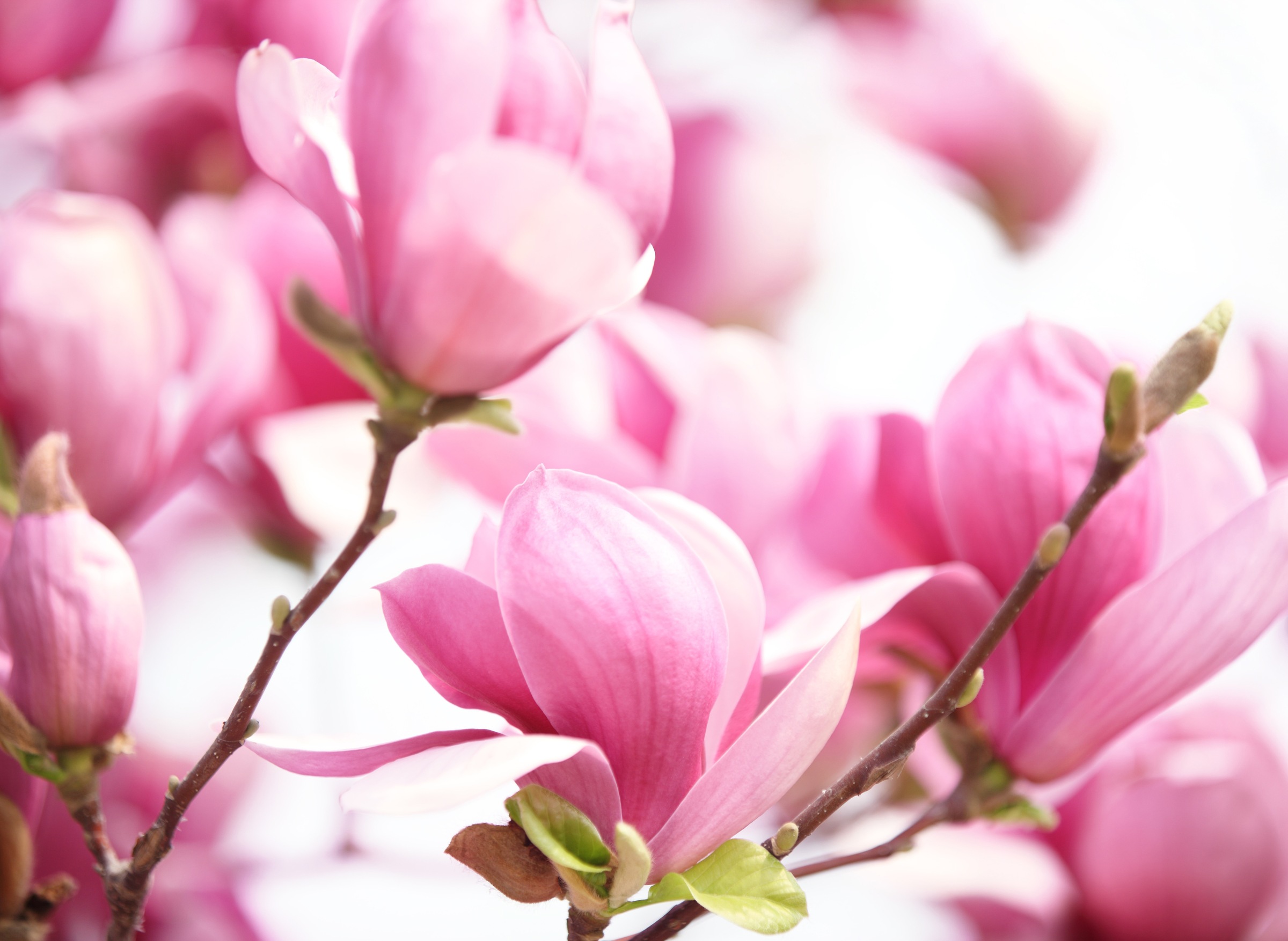 Papermoon Fototapete »Pink Magnolia« glatt günstig online kaufen
