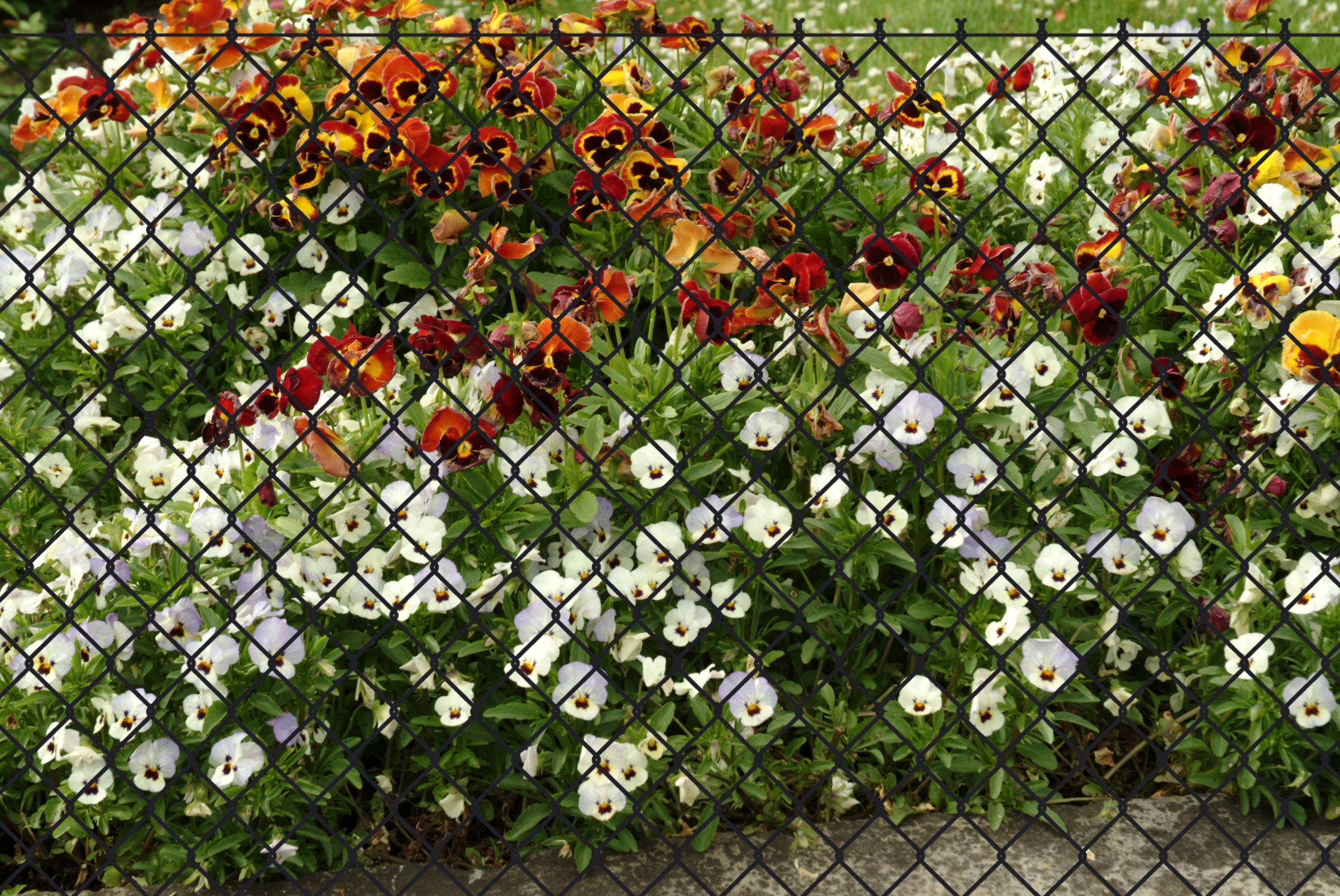 GARDEN 'N' MORE Maschendrahtzaun 1 Element für 25 m, LxH: 2500 x 125 cm, mit 11 Pfosten