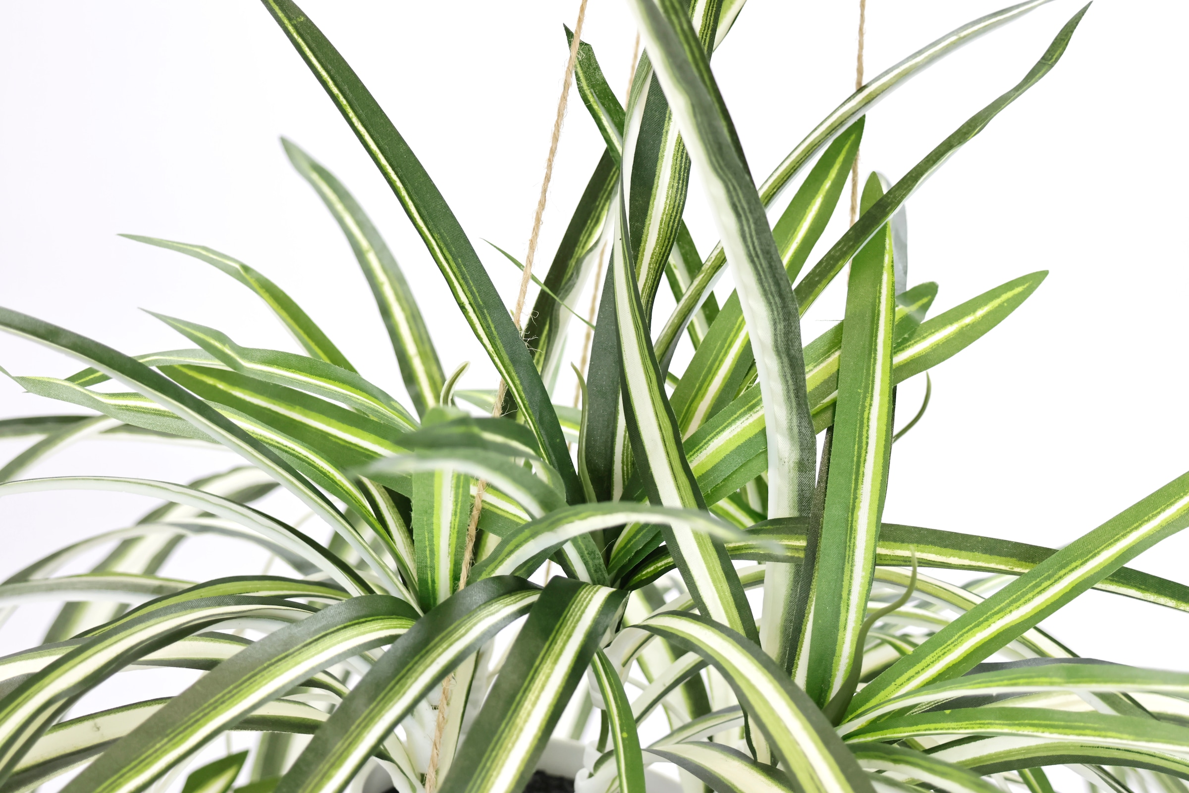 Wasserlilie »Grünlilie«, Kunstpflanze Hängeampe, Raten künstliche home my auf Mit bestellen