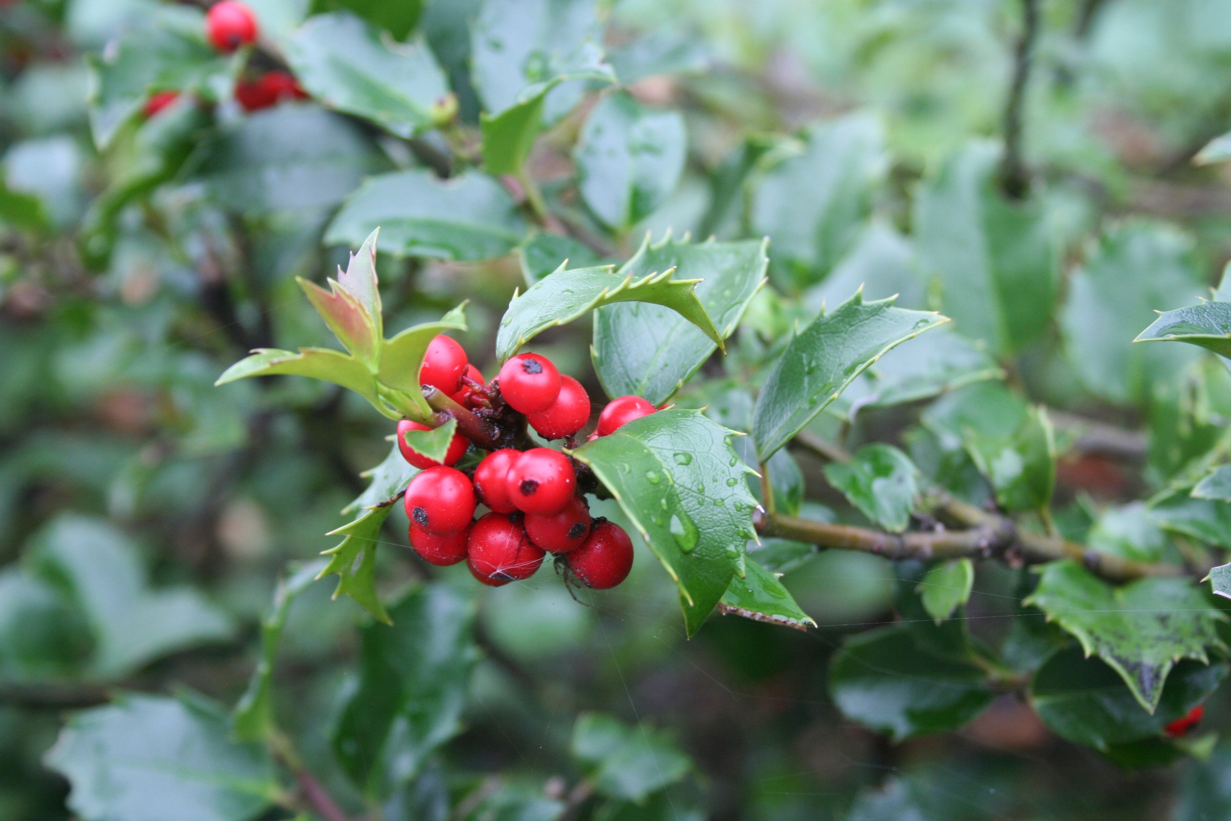 BCM Hecken »Stechpalme / Ilex 'Heckenstar'«, (1 St.), Höhe: 25-30 cm kaufen