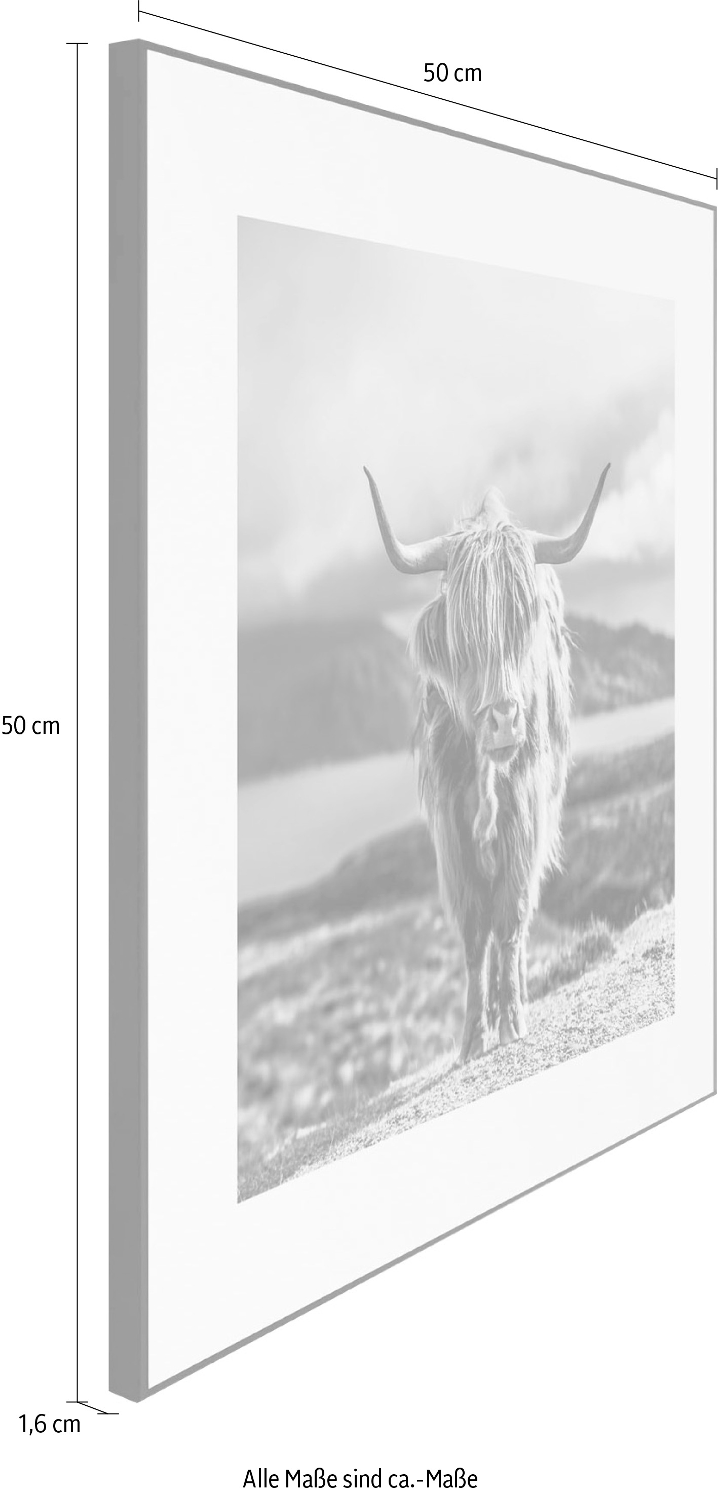 Reinders! Wandbild Raten kaufen auf »Slim Black Highland 50x50 Cow« Frame