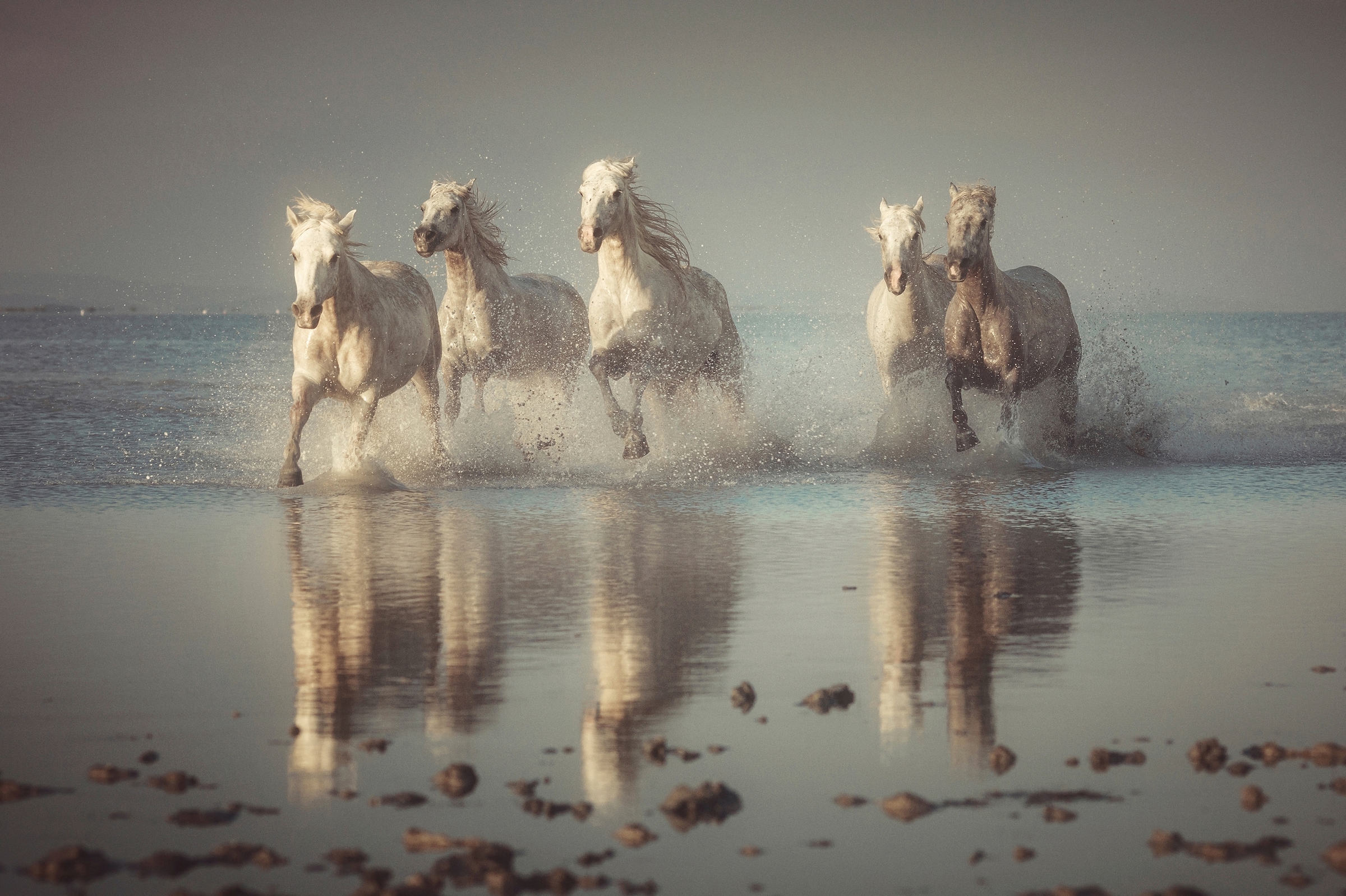 Papermoon Fototapete »Photo-Art ROSTOVSKIY ANTON, CAMARGUE-PFERDE« günstig online kaufen