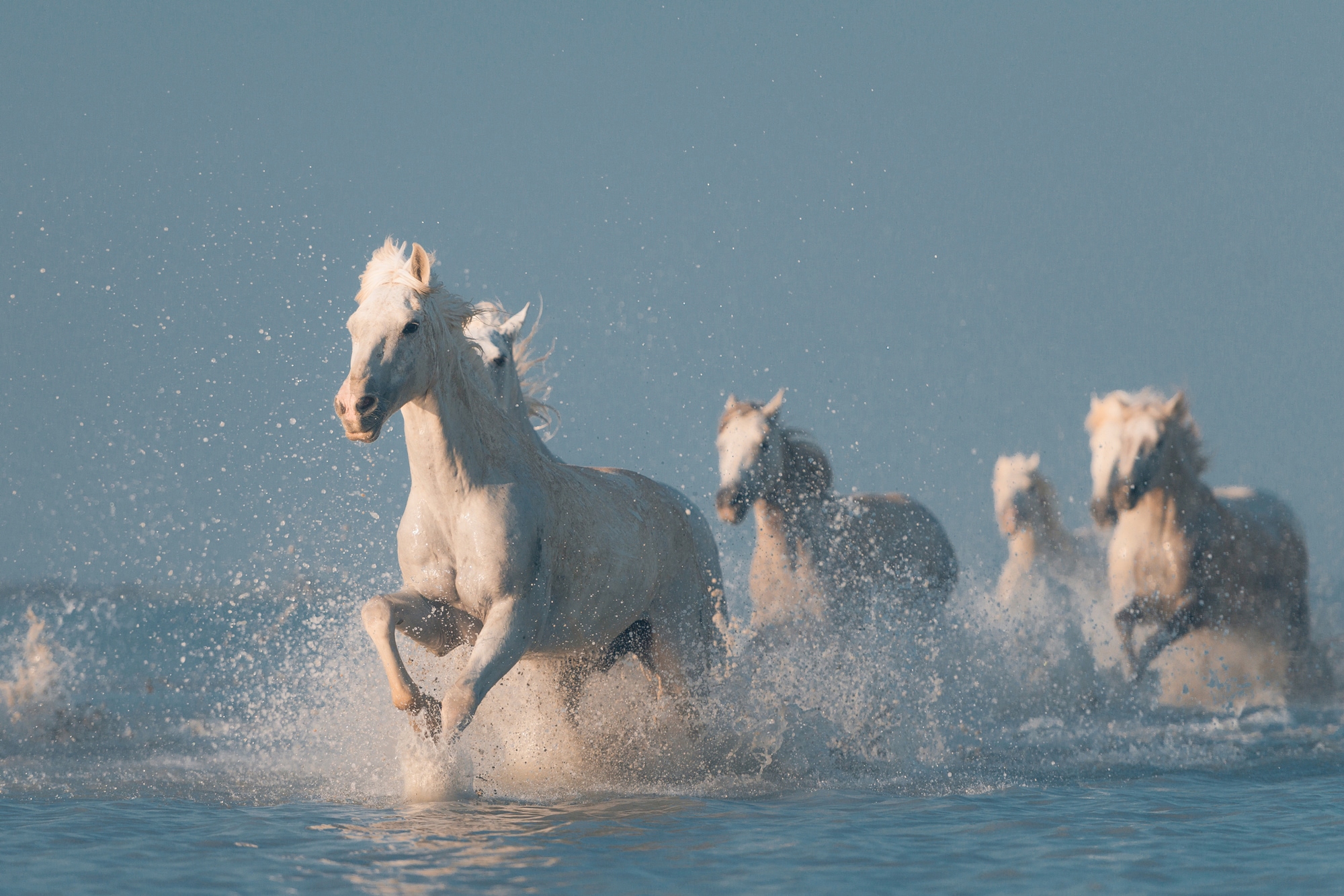 Papermoon Fototapete »Photo-Art ROSTOVSKIY ANTON, ANGELS VON CAMARGUE« günstig online kaufen