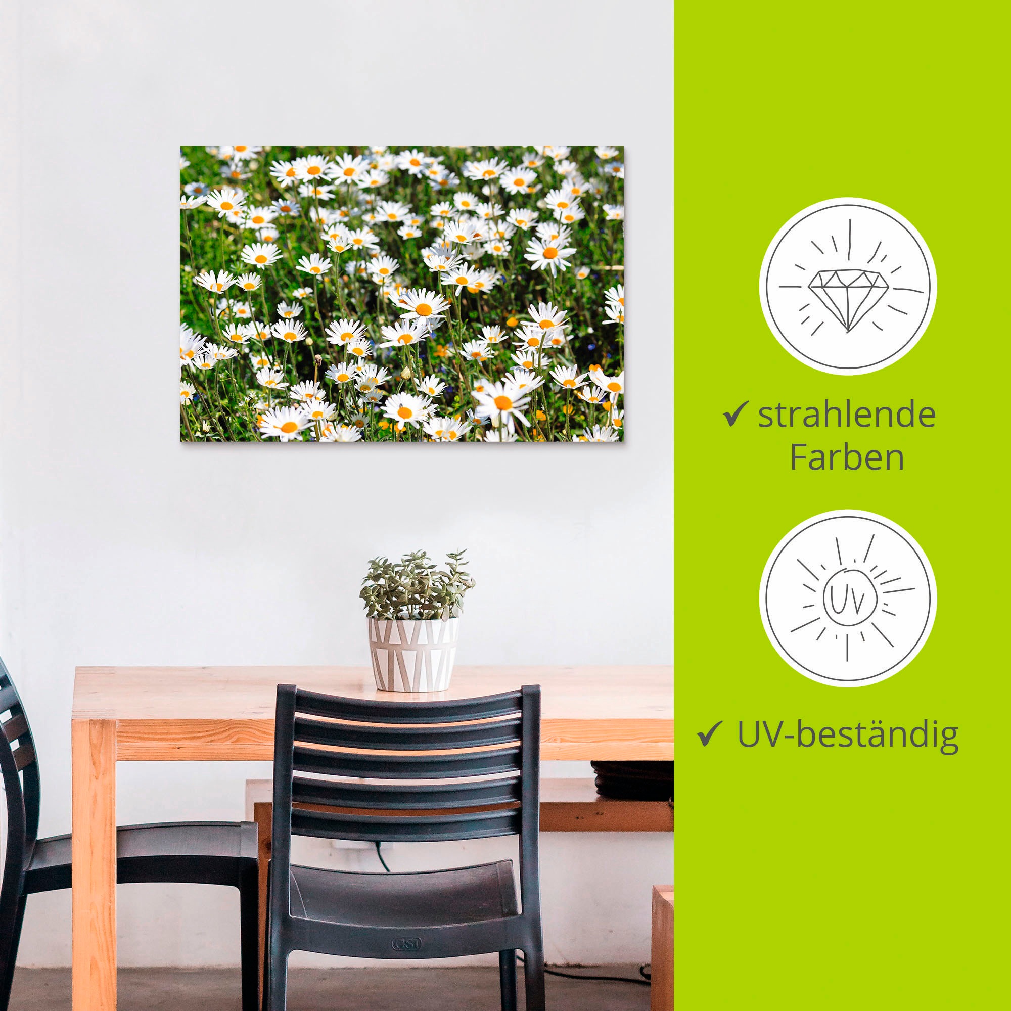 Artland Wandbild »Gänseblümchen«, Blumen, (1 St.), als Alubild, Outdoorbild, Leinwandbild in verschied. Größen