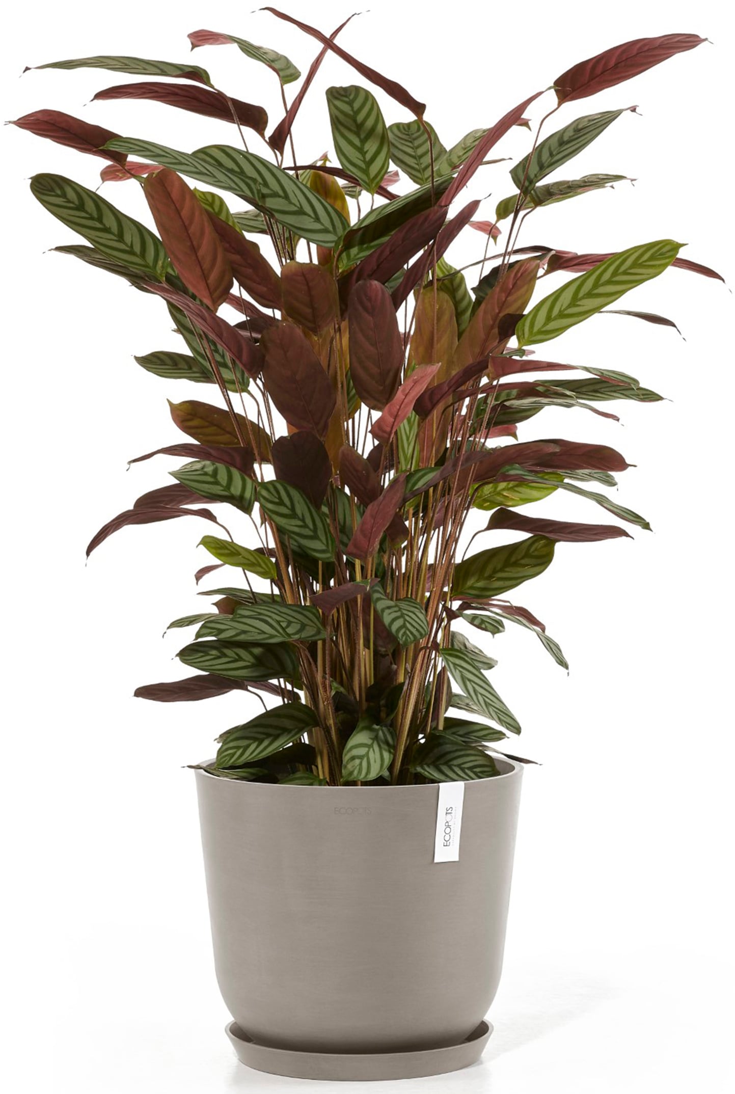 ECOPOTS Blumentopf »Oslo 35 Taupe«, für innen und außen: frostsicher, bruchsicher und lichtbeständig