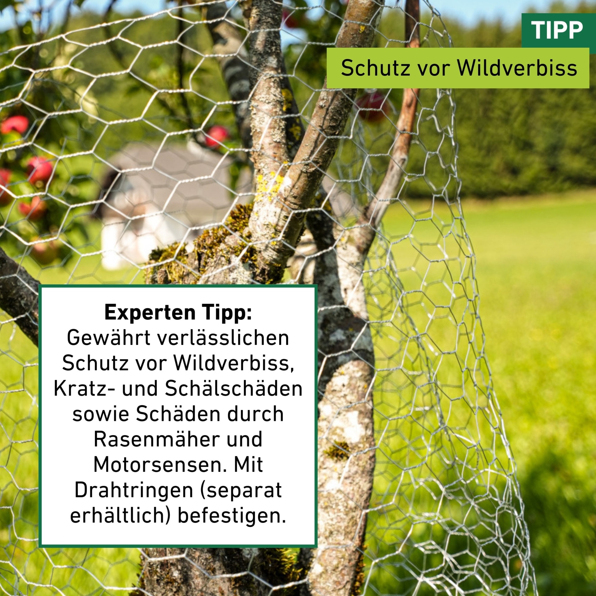 Windhager Voliere »für Hasen, Hühner und Vögel, Kleintiergeflecht verzinkt« Sechseck-Geflecht erhältlich in unterschiedlichen Größen