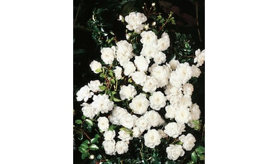 BCM Rose »Bodendeckerrose 'Swany'«, (1 St.), Höhe: 35-40 cm, 1 Pflanze kaufen