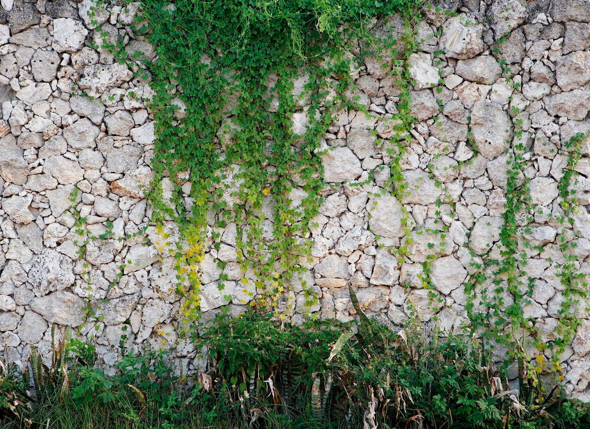 living walls Fototapete »Natursteinmauer Vlies«, Steinwand mit Pflanzen Fot günstig online kaufen