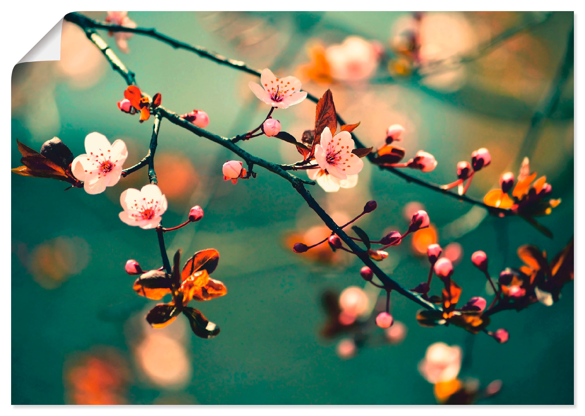 Artland Wandbild »Japanische Kirsch Sakura Blumen« 1 Stk. tlg. als Leinwand günstig online kaufen