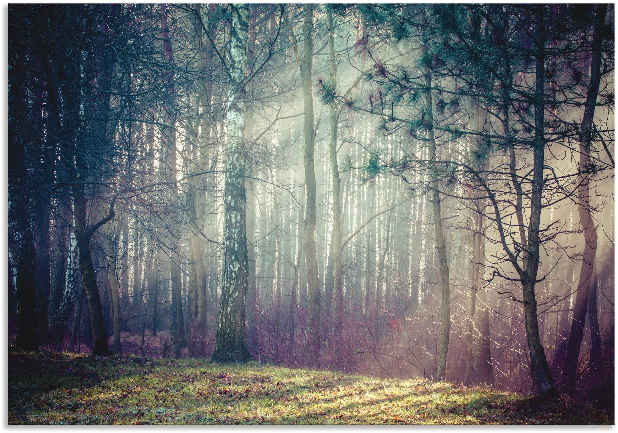 Artland Wandbild "Sonnenstrahlen im Wald", Waldbilder, (1 St.), als Alubild günstig online kaufen