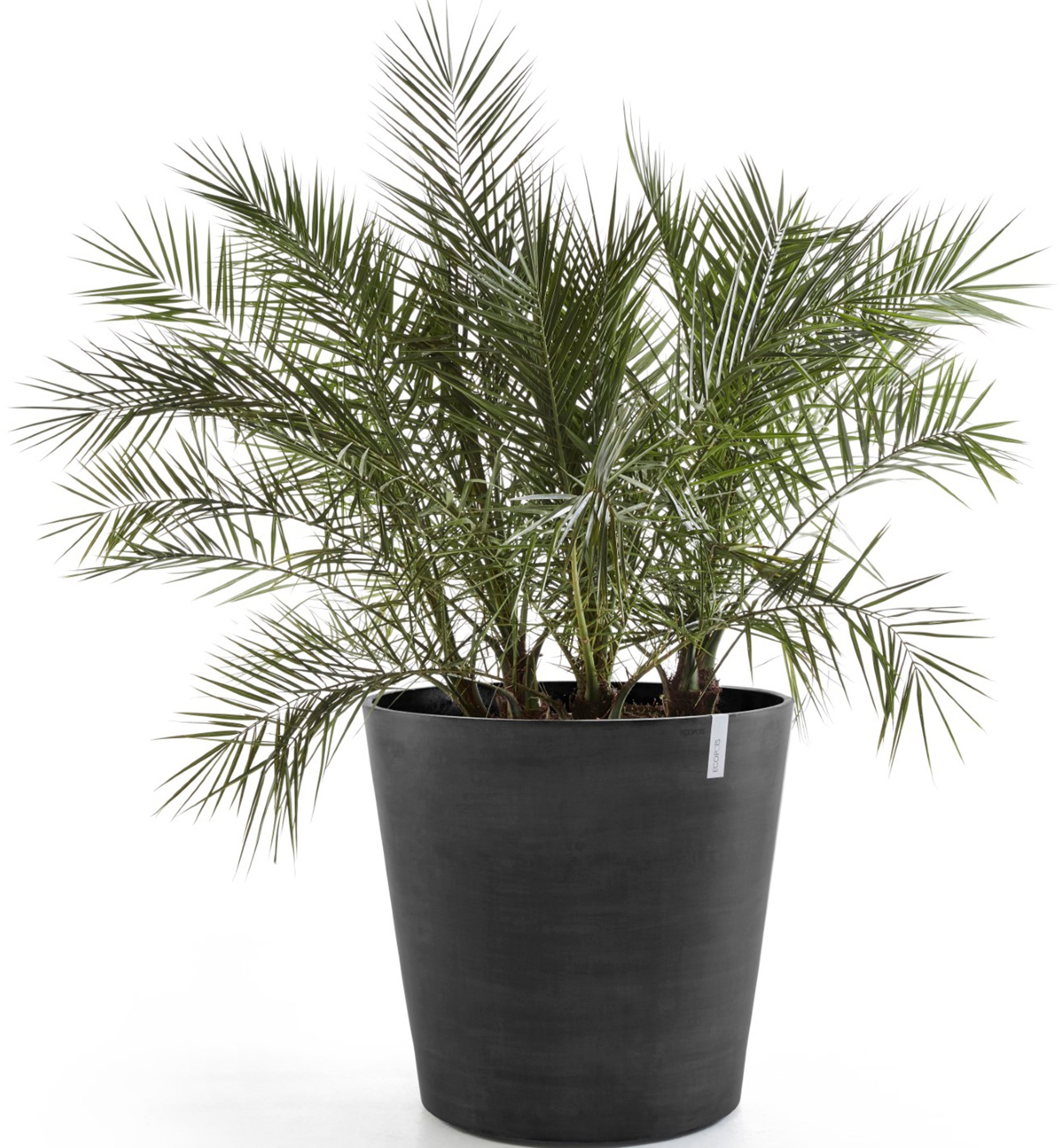 ECOPOTS Blumentopf »Amsterdam mit Rollen 100 Dunkelgrau«, für innen und außen: frostsicher, bruchsicher und lichtbeständig