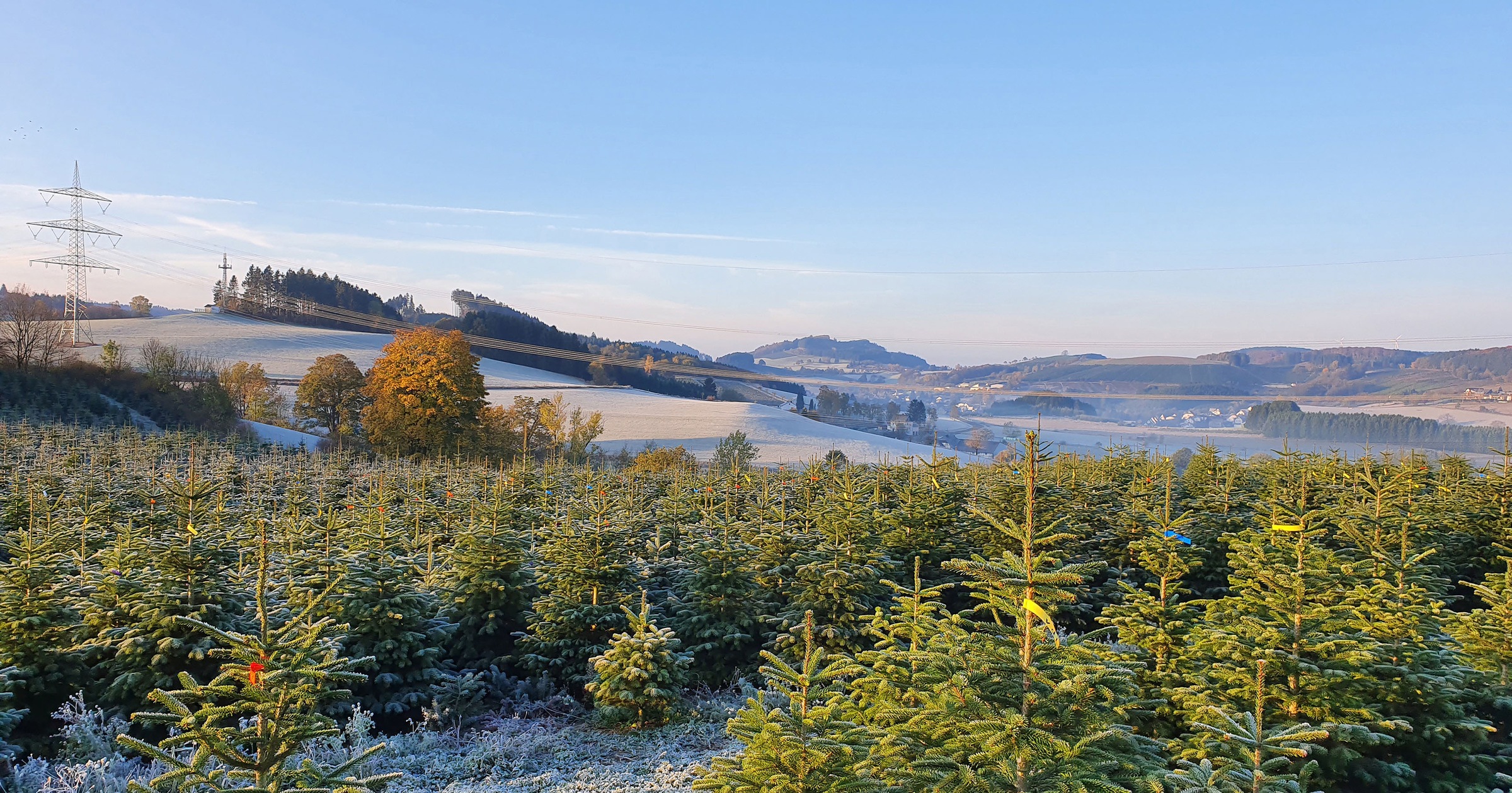 Weihnachtsbaumland »Nordmanntanne 120 Weihnachtsbaum inkl. Baumständer, cm Nordmanntanne, kaufen online Weihnachtsdeko«, Höhe ca. 100 Echter Mini- bis
