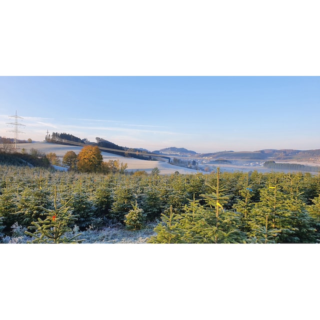 Weihnachtsbaumland Echter Weihnachtsbaum »Nordmanntanne inkl. Mini- Baumständer, Weihnachtsdeko«, Nordmanntanne, Höhe ca. 100 bis 120 cm online  kaufen
