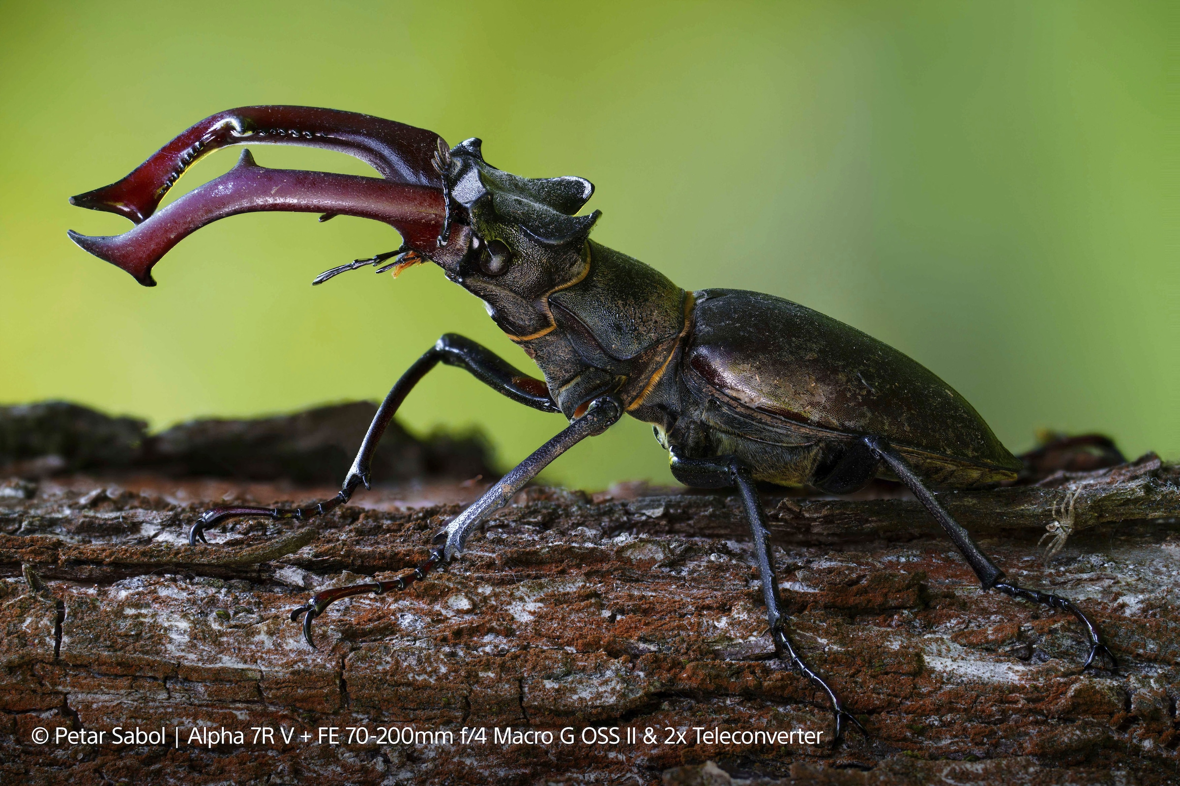 37. Bild von Sony Objektiv »FE 70–200 mm F4 Makro G OSS Ⅱ«