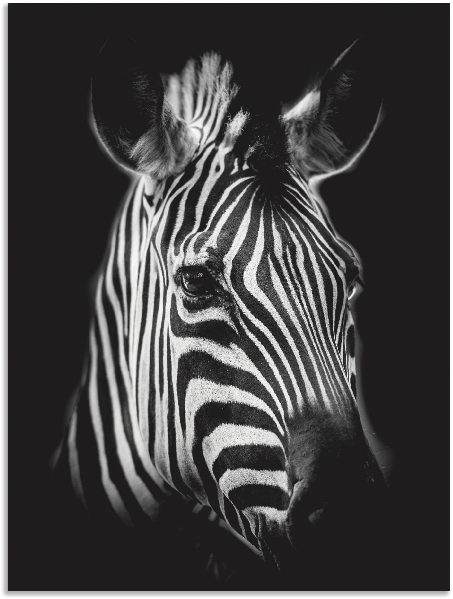 Artland Wandbild "Zebra", Zebra Bilder, (1 St.), als Alubild, Outdoorbild, günstig online kaufen