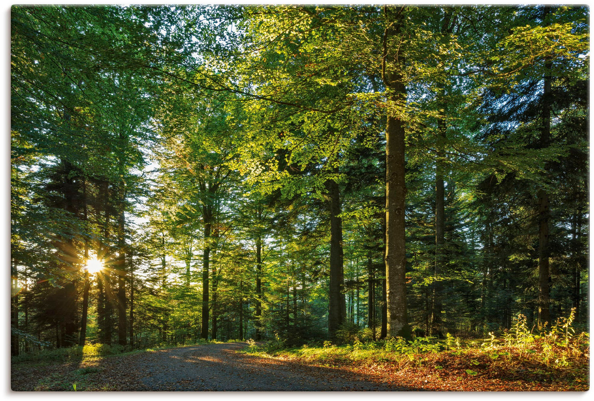 Artland Wandbild "Waldweg im Romantischen Schwarzwald", Waldbilder, (1 St.) günstig online kaufen