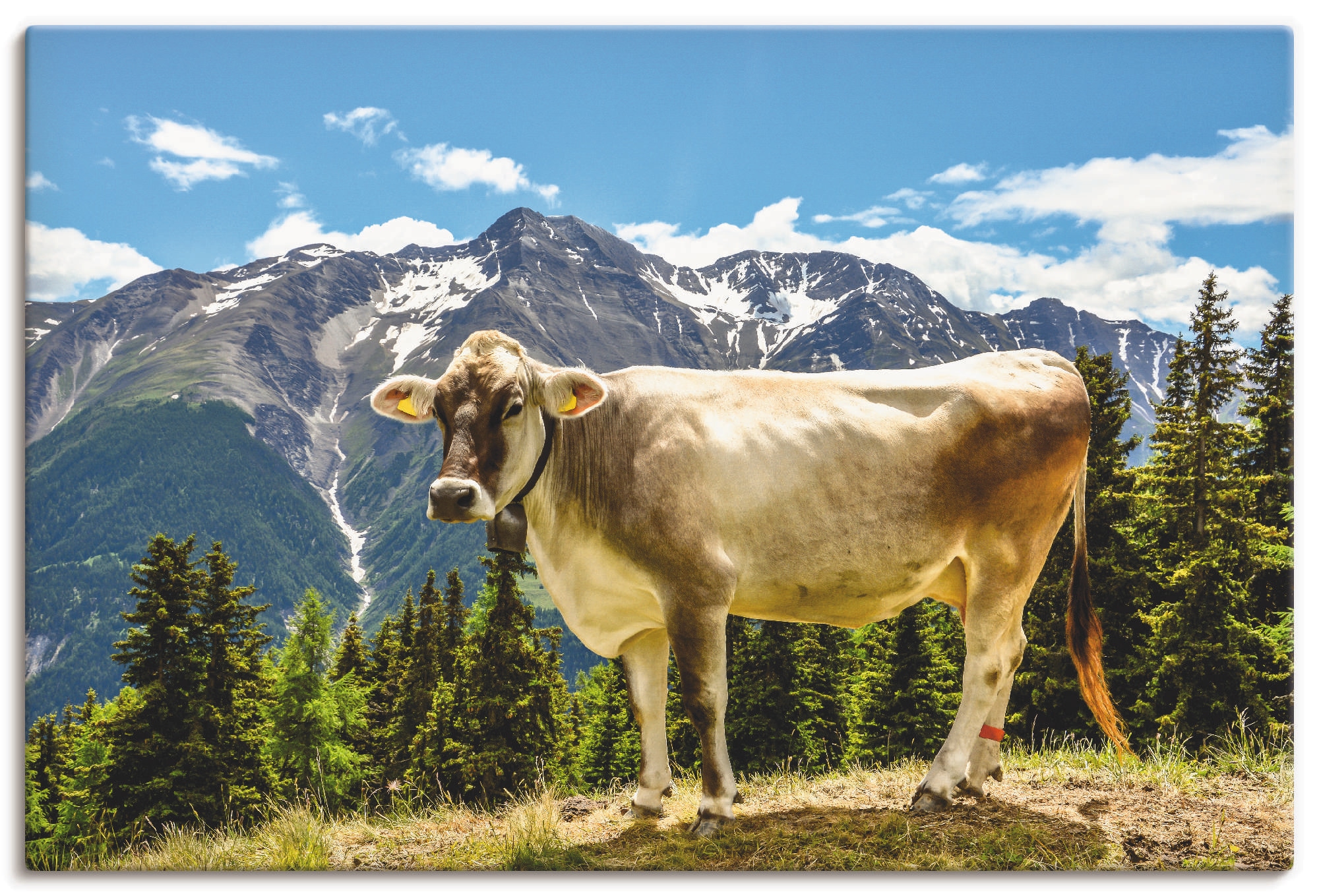 Artland Wandbild »Bergkuh in den Alpen im Sommer«, Haustiere, (1 St.), als günstig online kaufen
