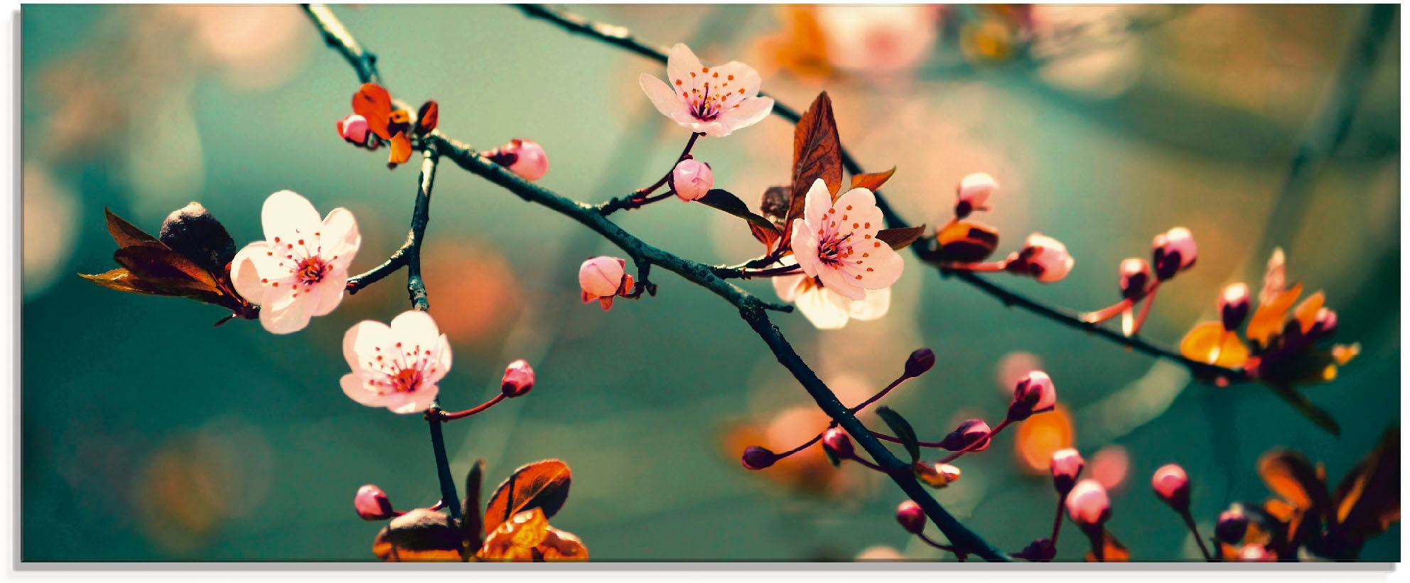 Artland Glasbild »Japanische Kirsch Sakura Blumen« Blumen 1 Stk. tlg. in ve günstig online kaufen