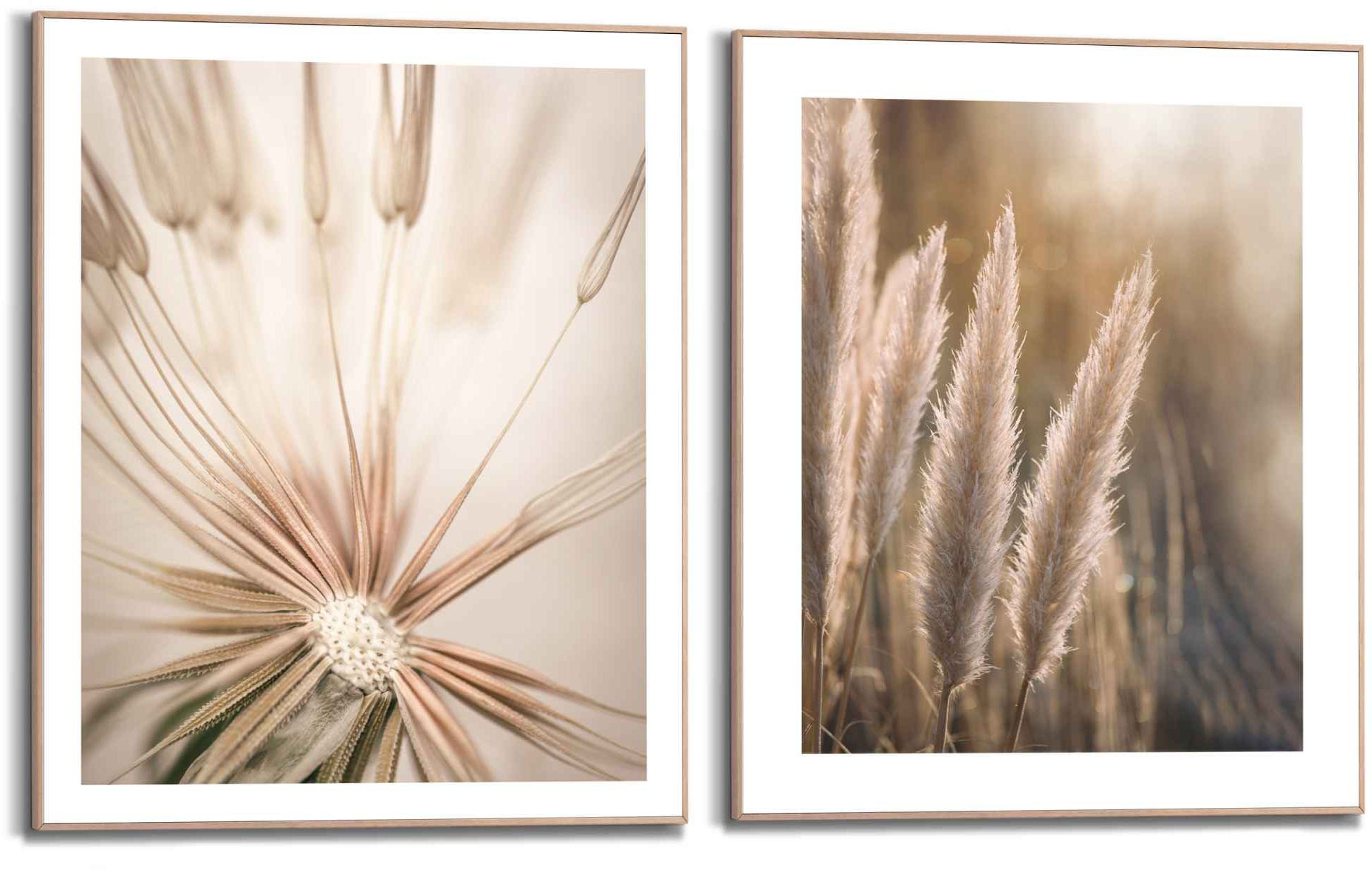 Reinders Wandbild "Natur Botanisch - Pampas - Löwenzahn - Nahaufnahme", (2 günstig online kaufen