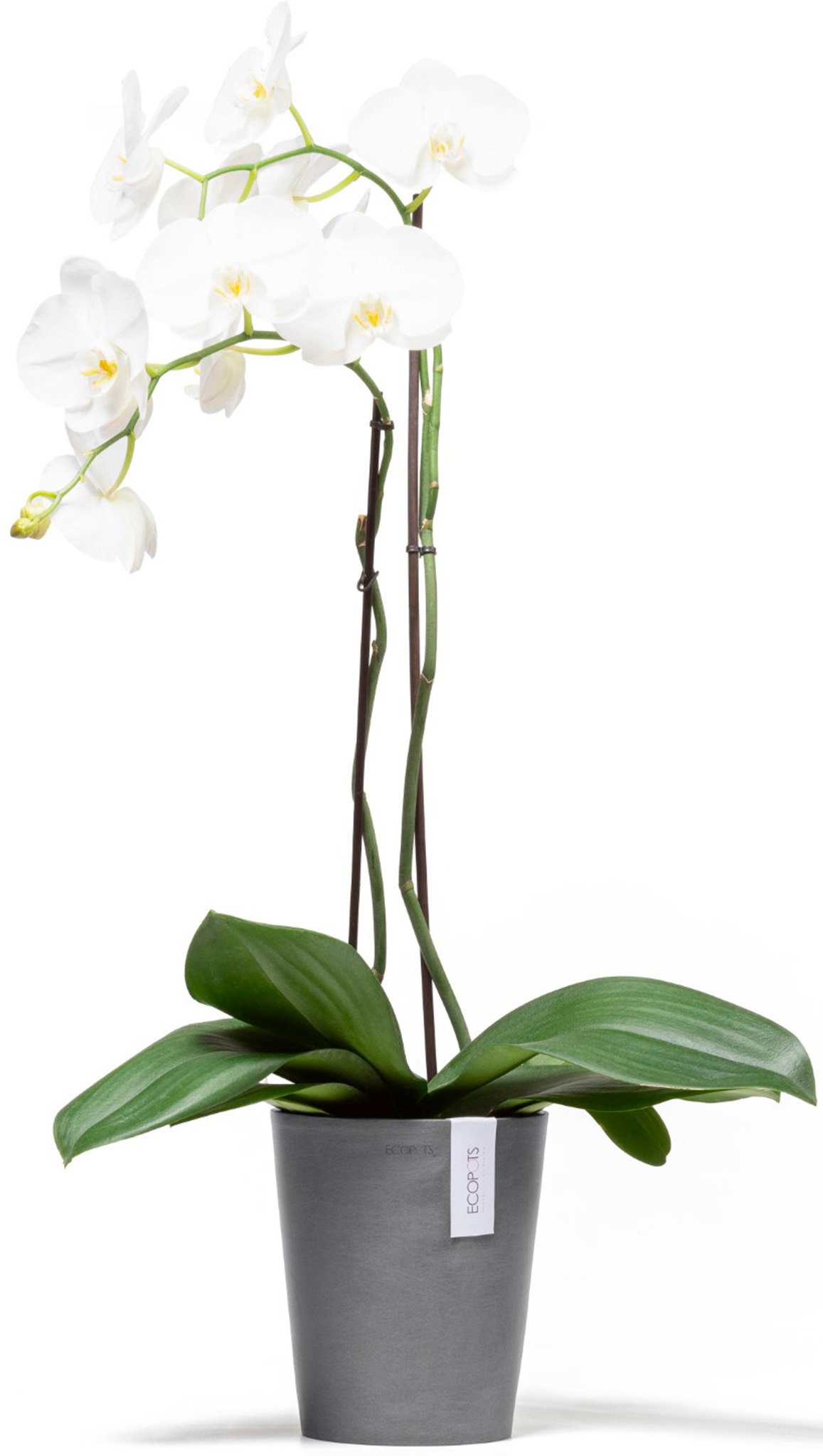 ECOPOTS Blumentopf »Morinda Orchidee 17 Grau«, für den Innenbereich