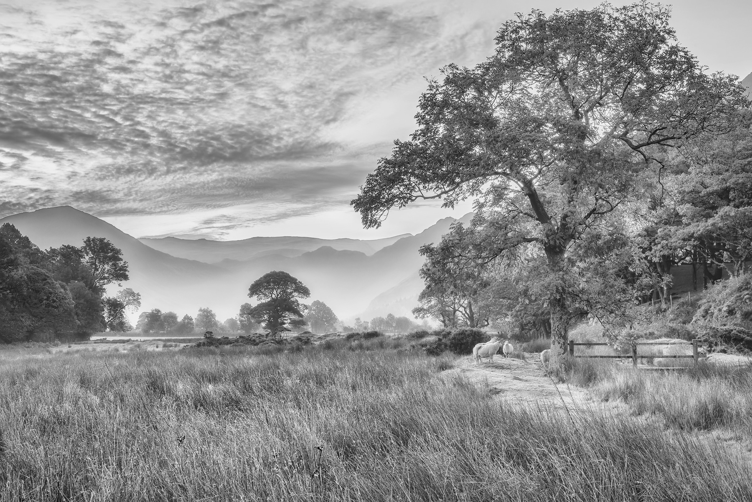 Papermoon Fototapete »LANDSCHAFT-SCHWARZ WEIßNATUR BÄUME BERGE GEBIRGE WALD günstig online kaufen